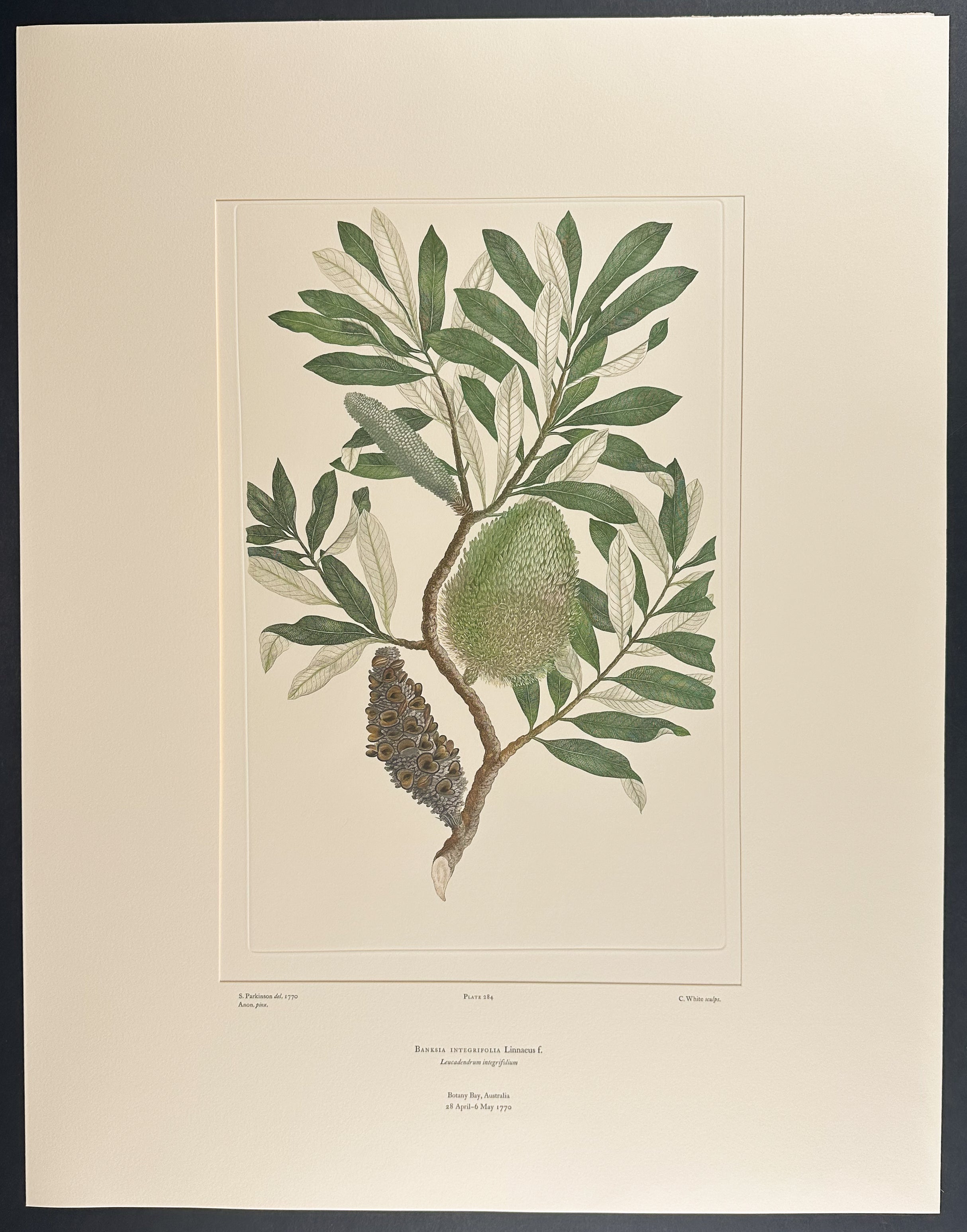 Coast Banksia, White Honeysuckle [Banksia integrifolia]