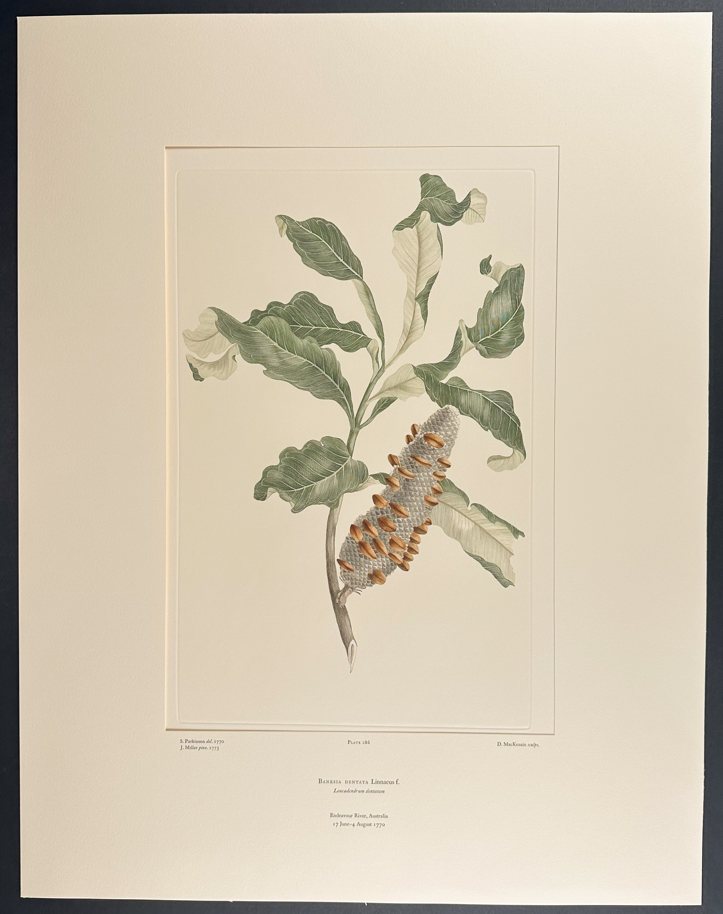 Tropical Banksia, Swamp Banksia [Banksia dentata]