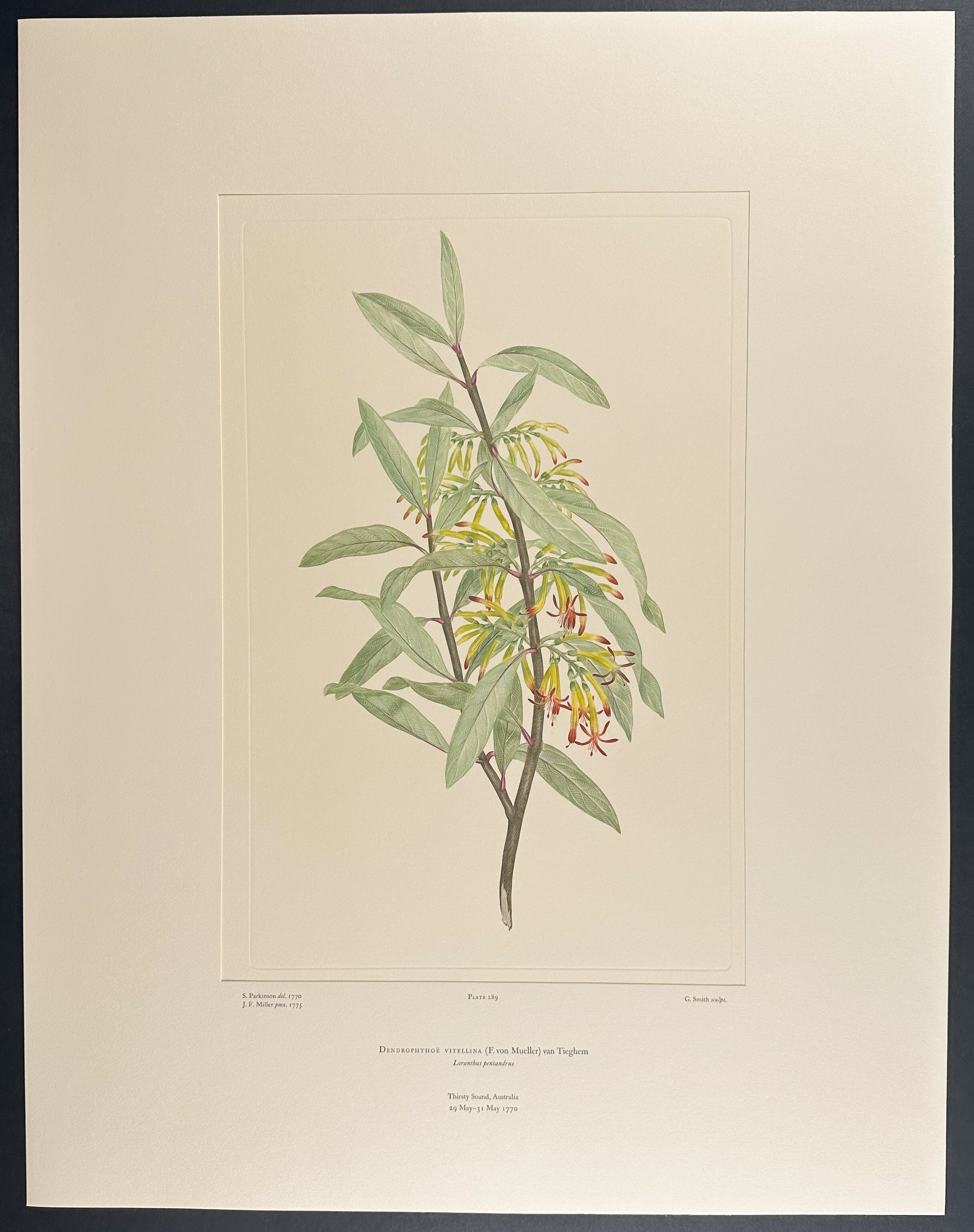 Long-Flower Mistletoe [Dendrophthoe vitellina]