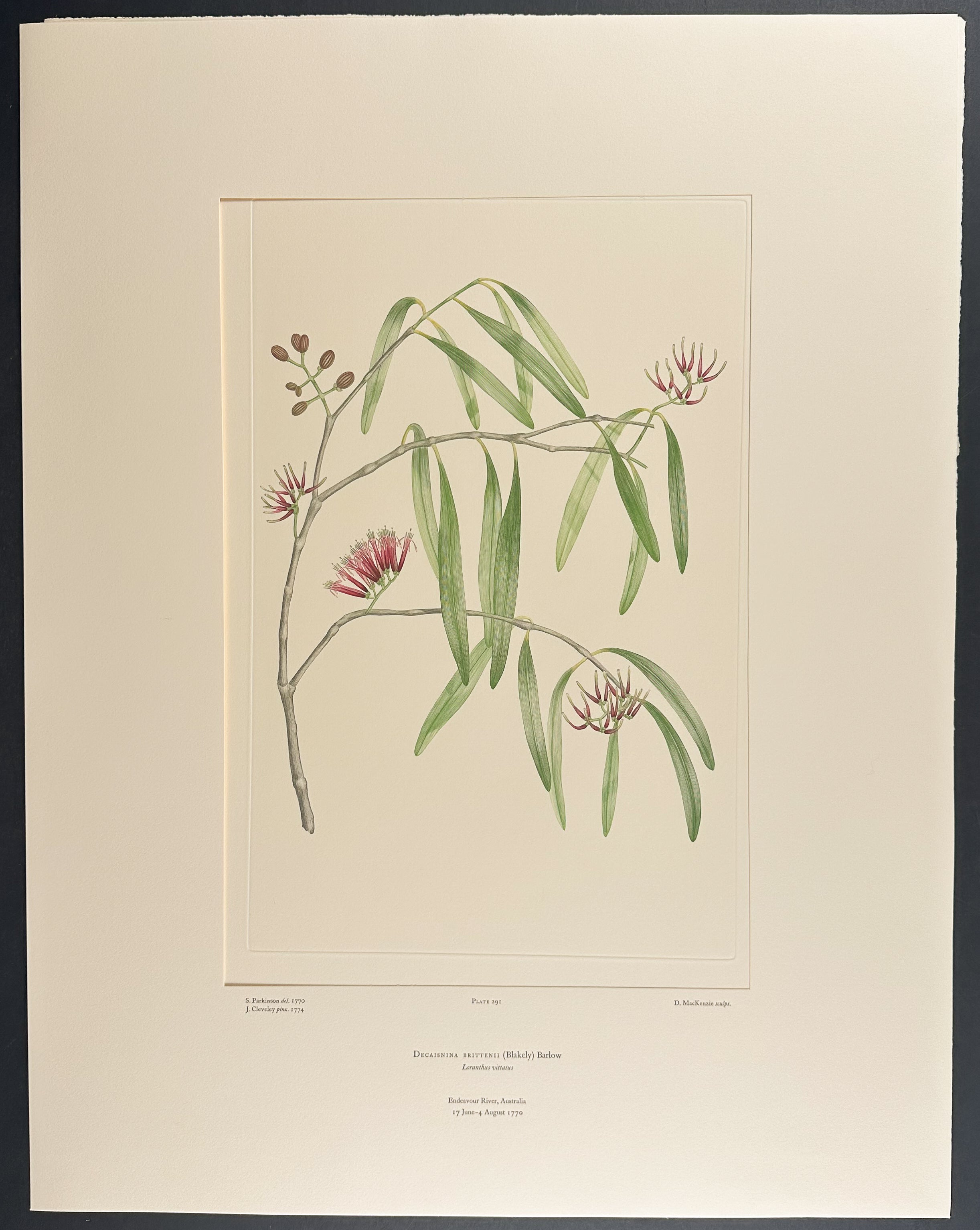 Mistletoe Species [Decaisnina brittenii]