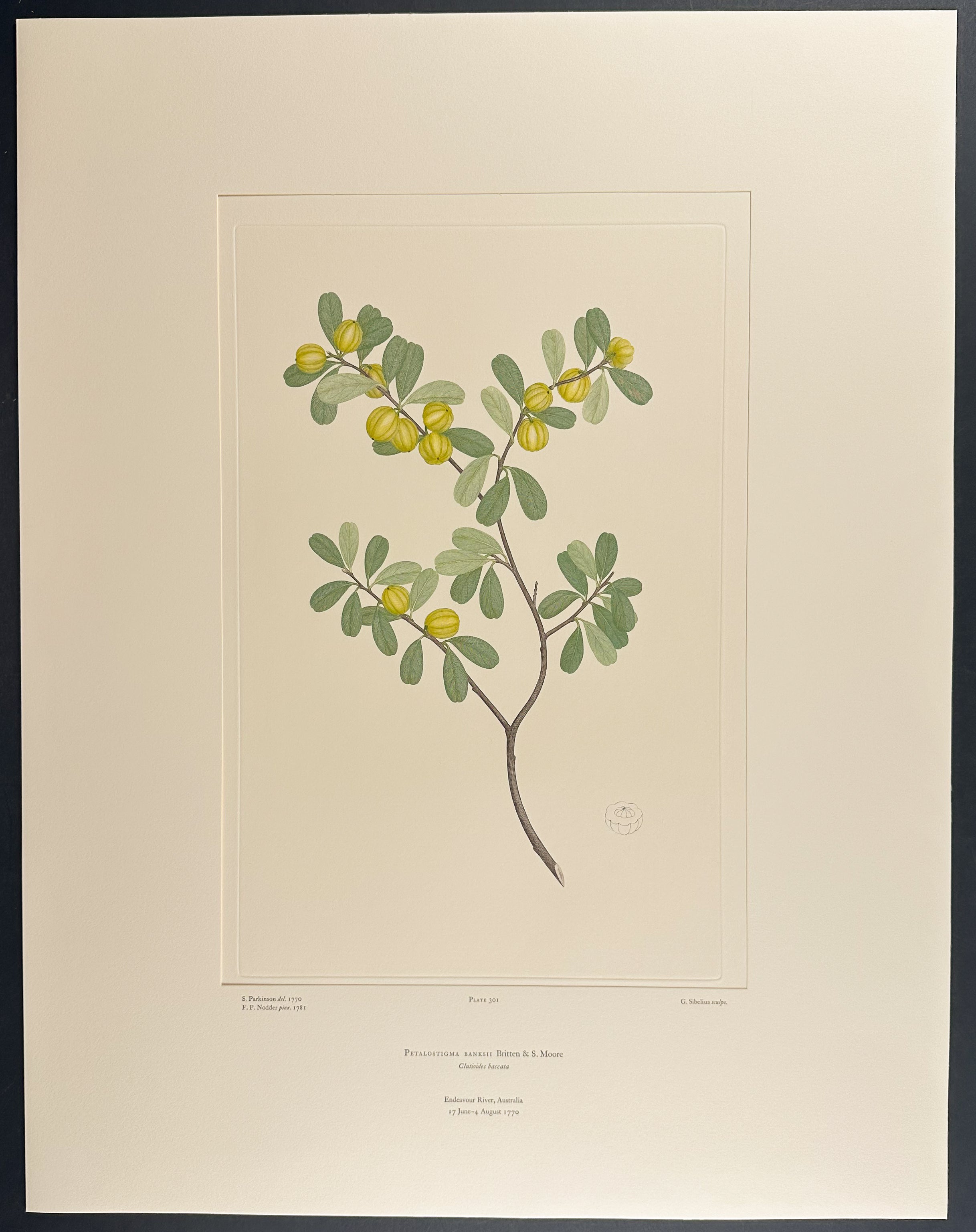 Quinine Berry, Native Quince [Petalostigma banksii]