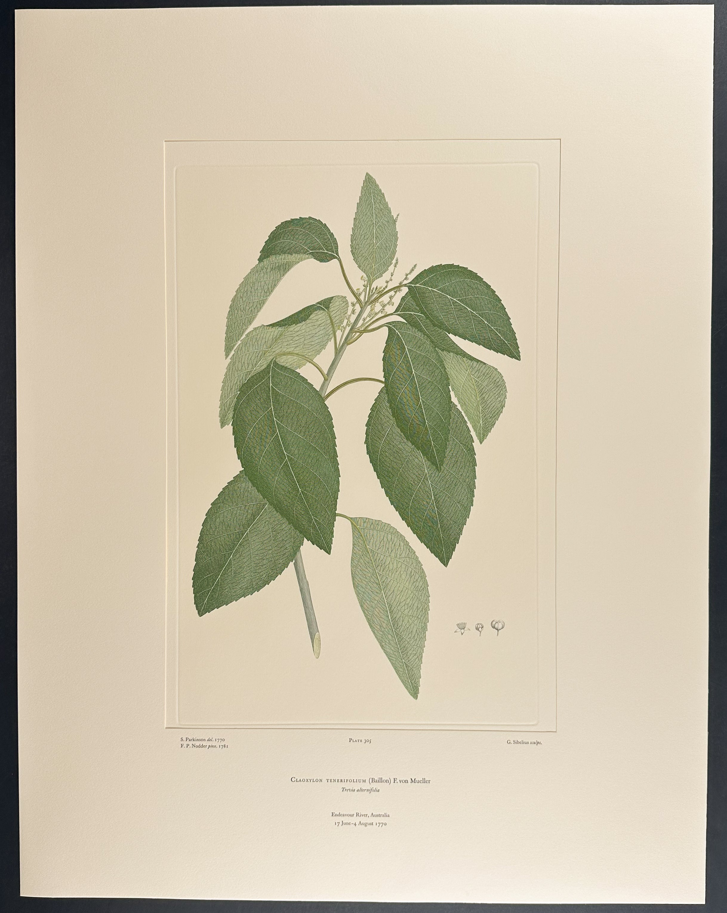 Brittle-Wood [Claoxylon tenerifolium]