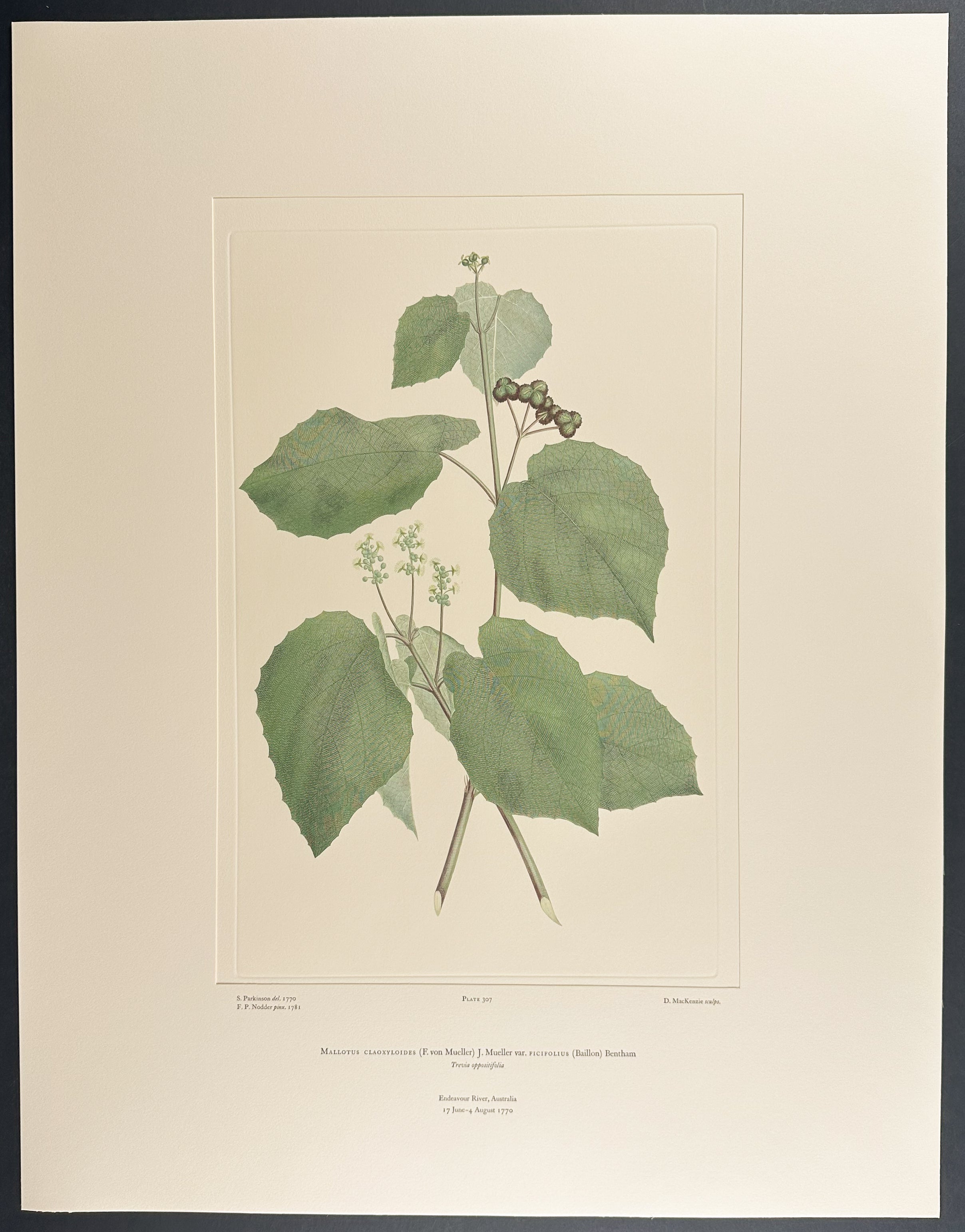 Green Kamala, Powder-Bark [Mallotus claoxyloides]