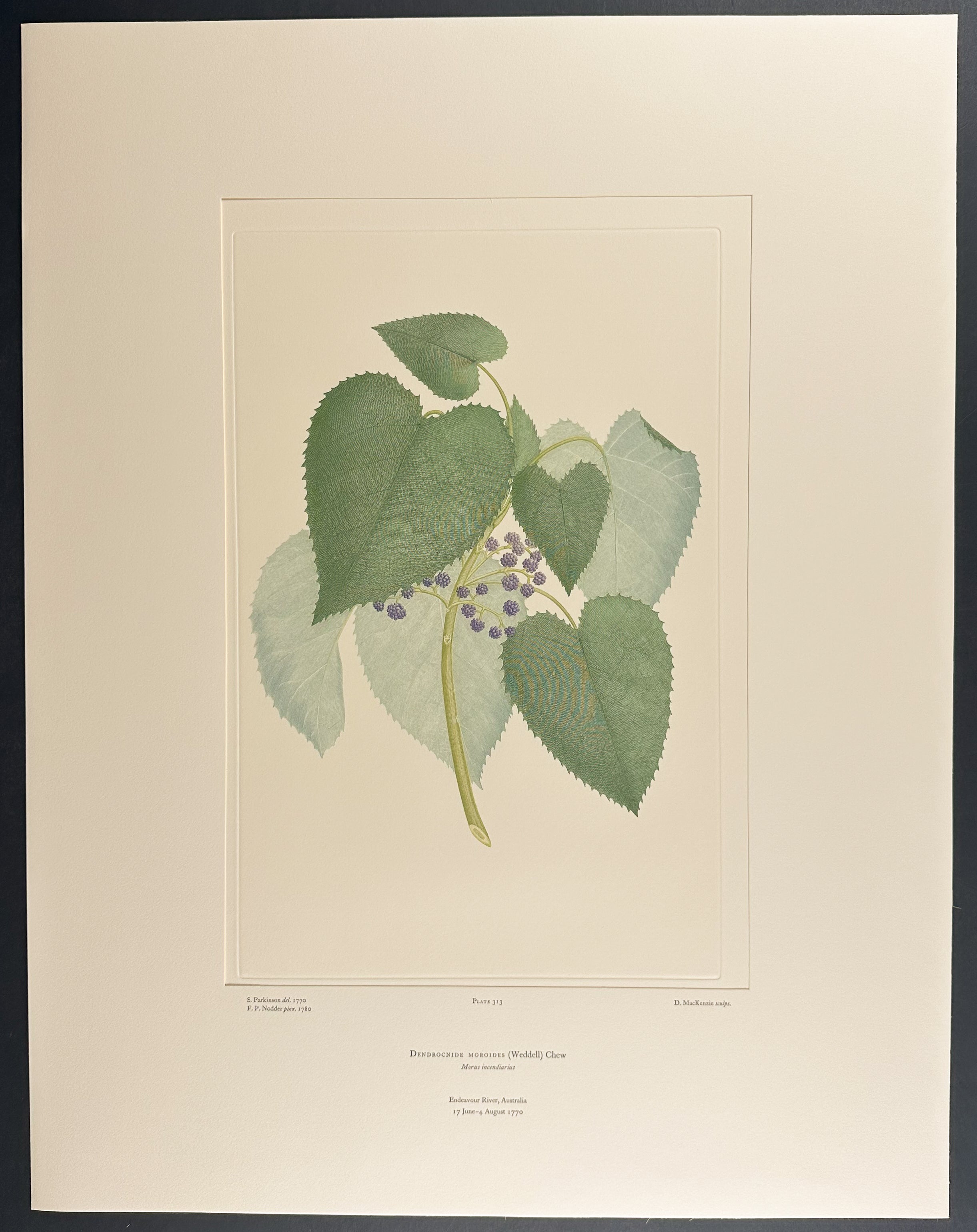 Stinging Tree, Gympie-Gympie [Dendrocnide moroides]