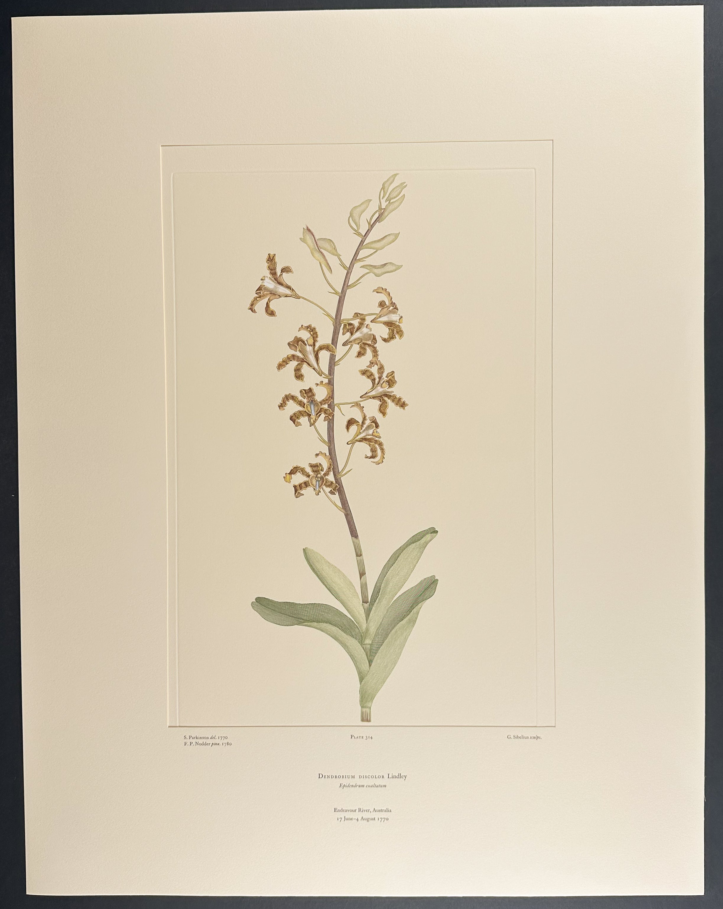 Antelope Orchid, Golden Orchid [Dendrobium discolor]