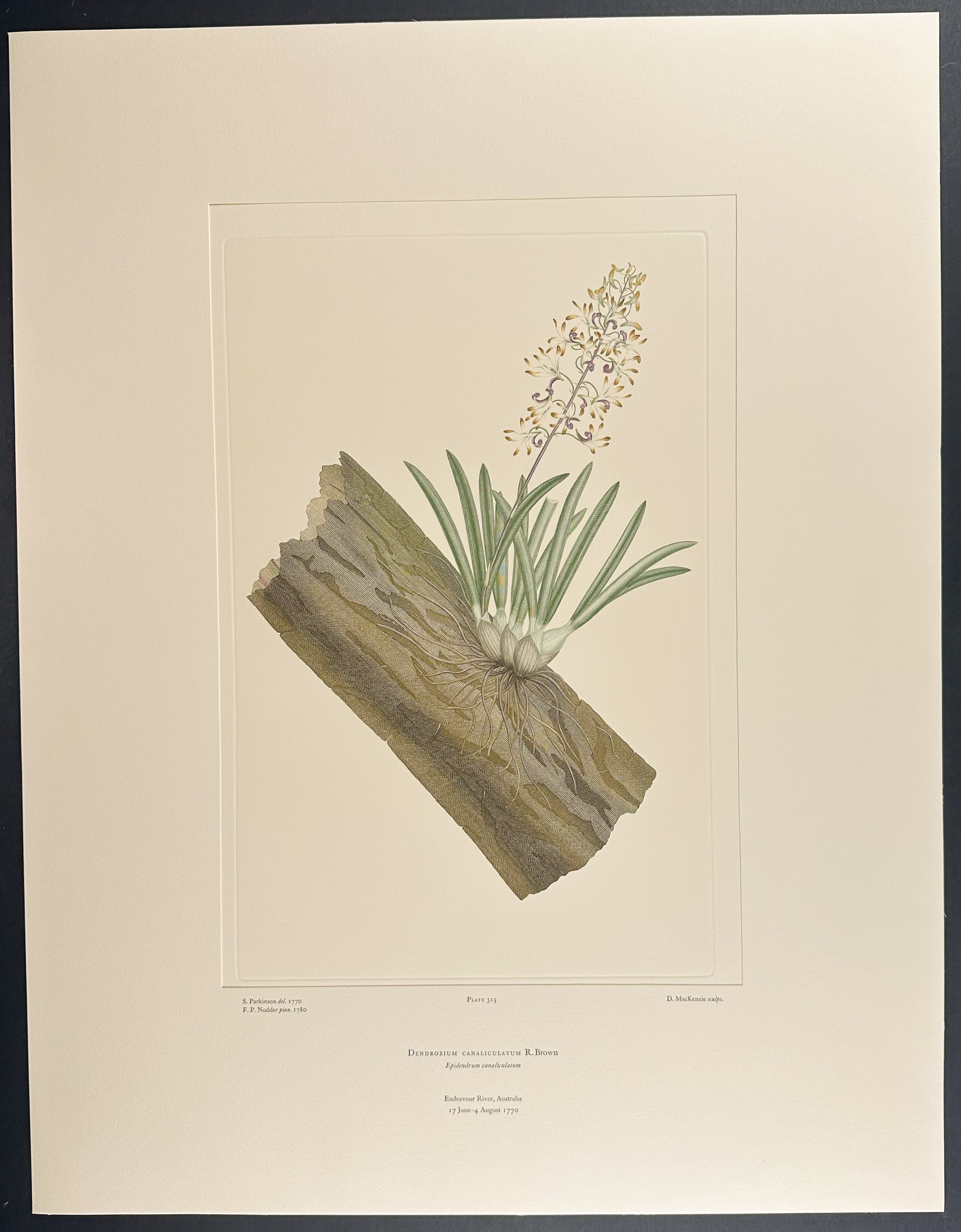 Channel-Leaved Dendrobium, Onion Orchid [Dendrobium canaliculatum]
