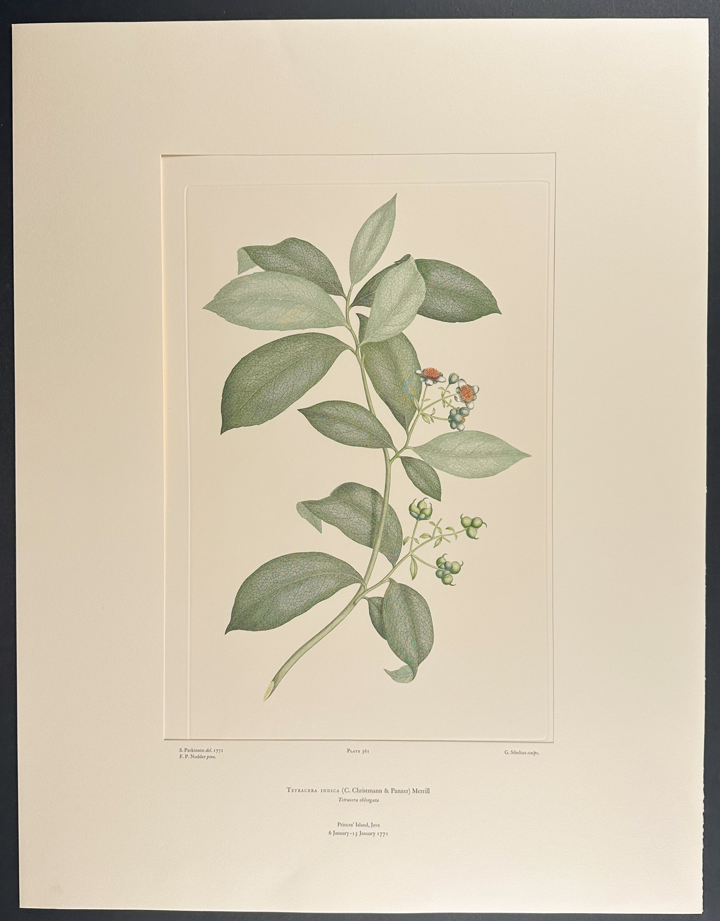 Fire Vine, Water Vine [Tetracera indica]