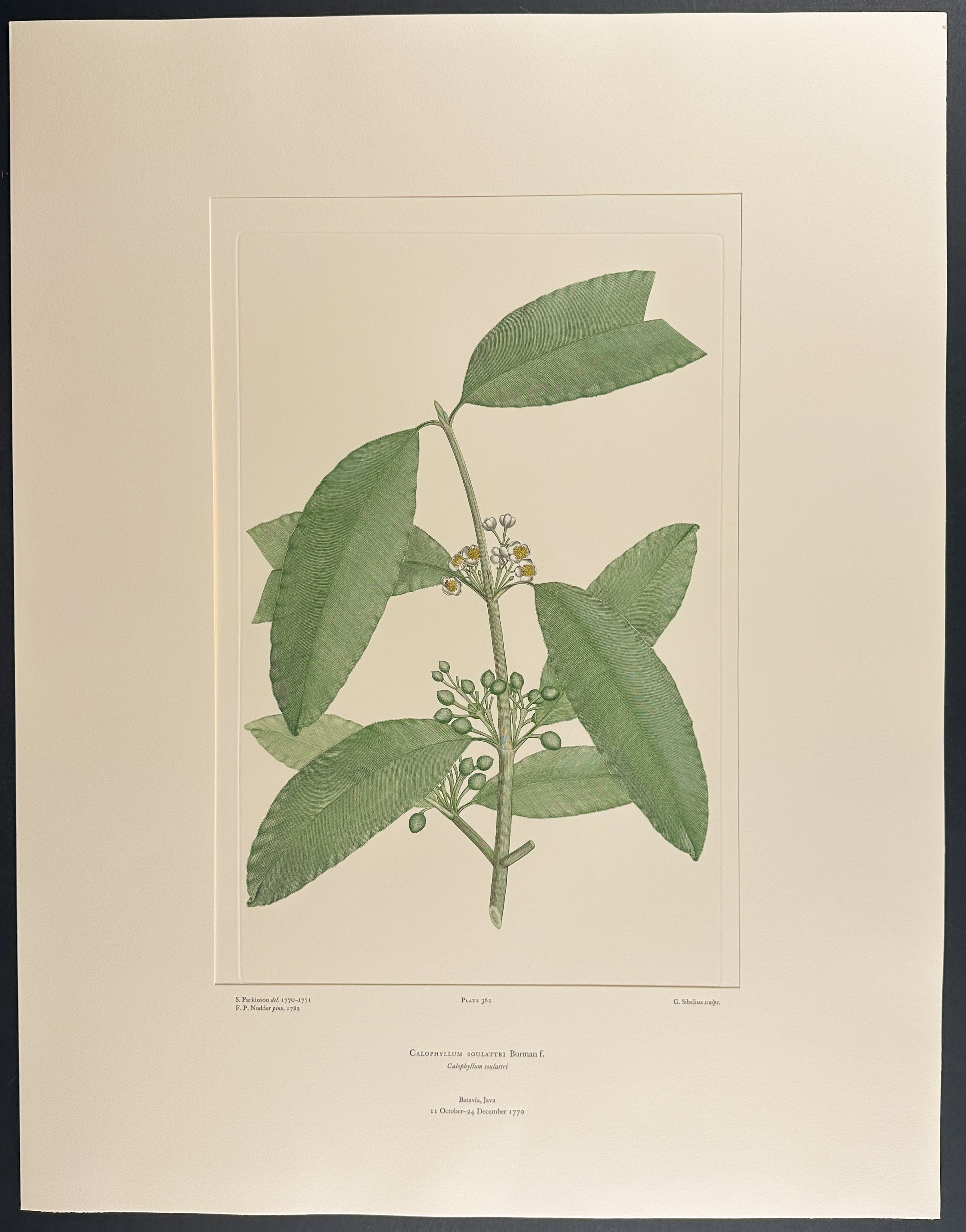 Alexandrian Laurel Relative [Calophyllum soulattri]