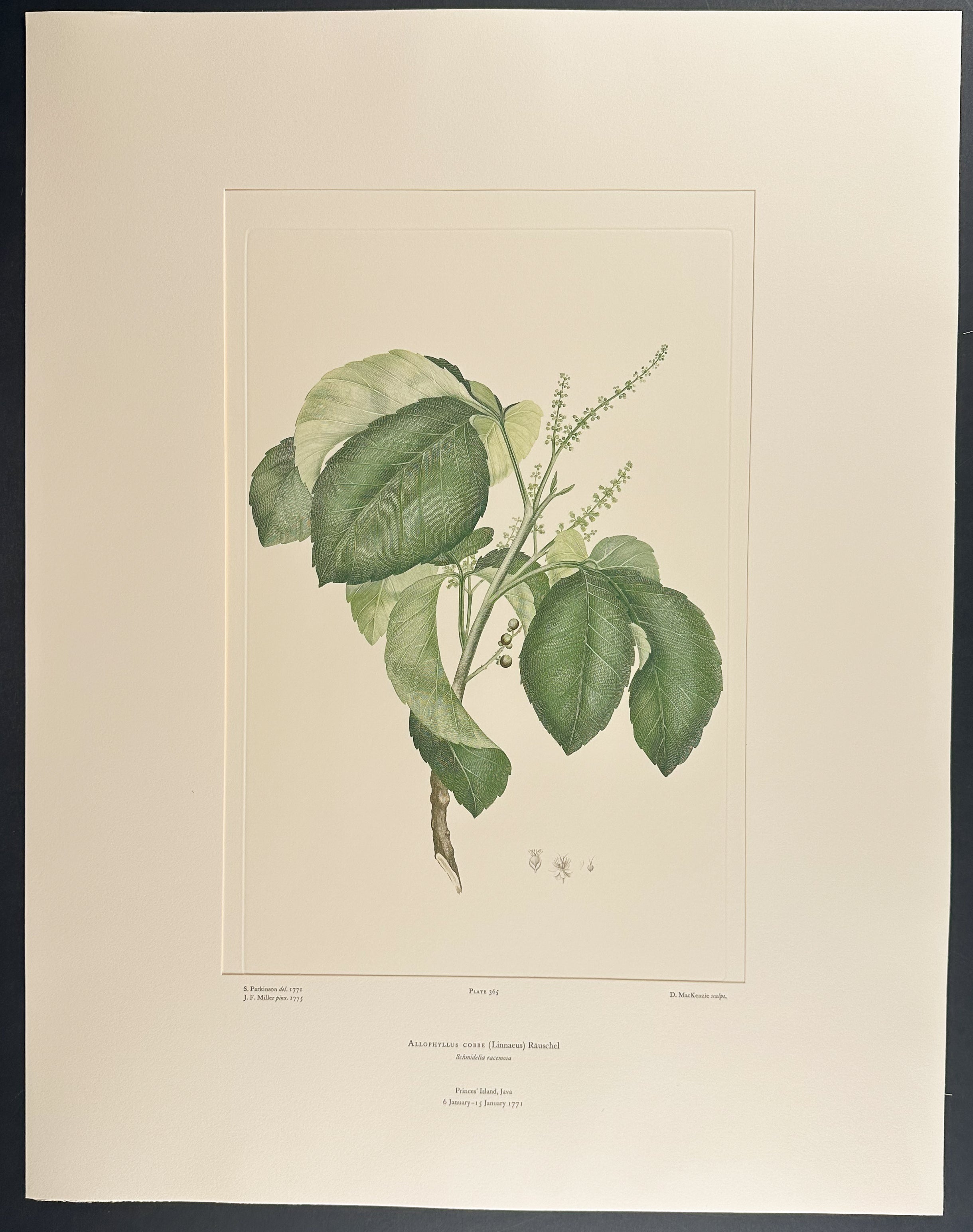 Ti Plant Relative, Cobbe Allophyllus [Allophyllus cobbe]