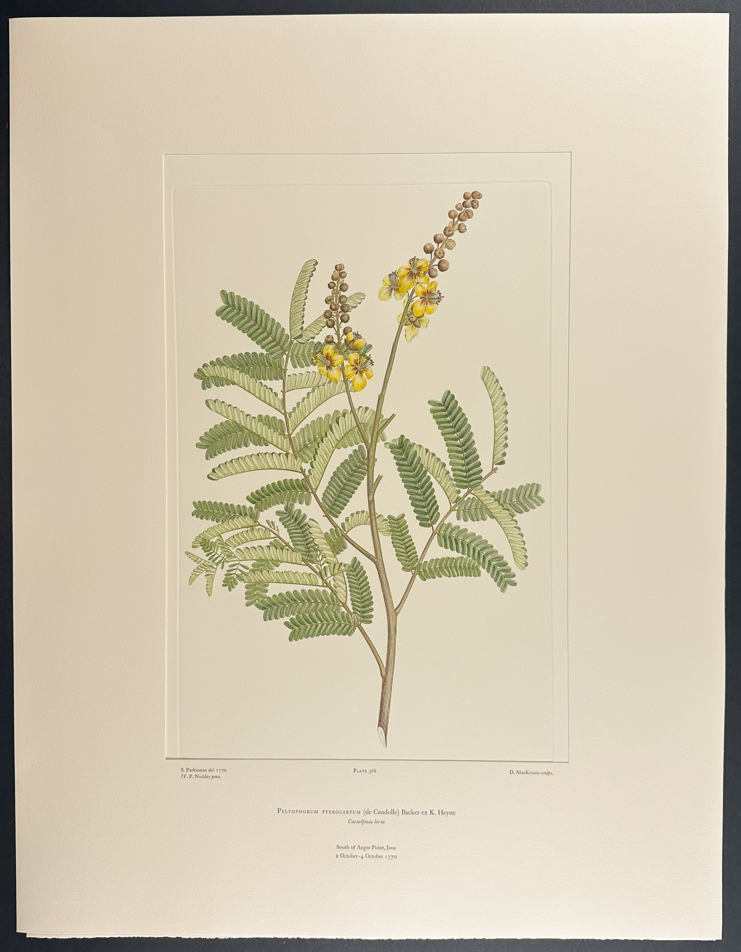 Yellow Poinciana, Copper Pod [Peltophorum pterocarpum]