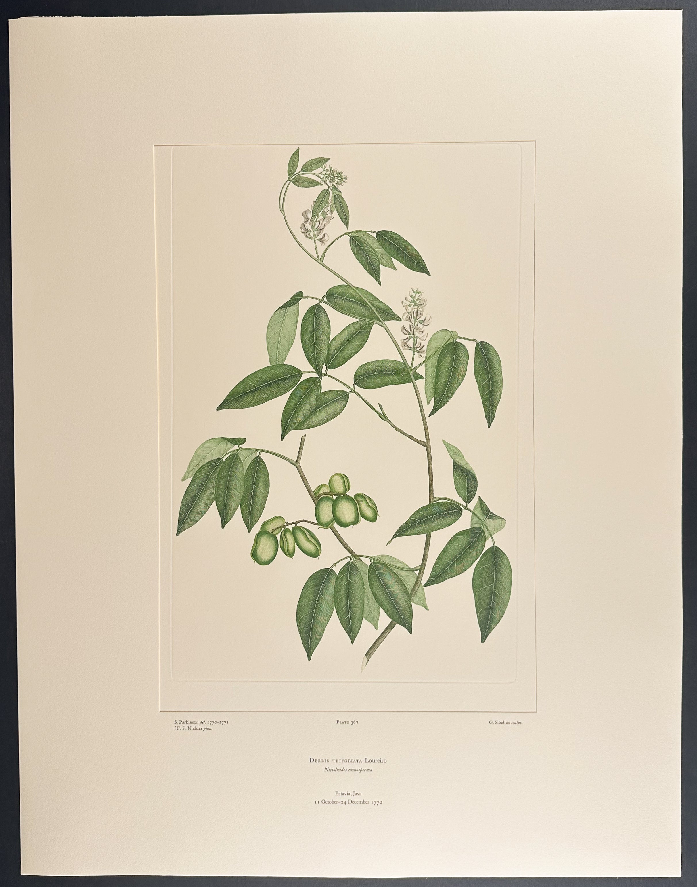 Coastal Derris, Native Poker [Derris trifoliata]