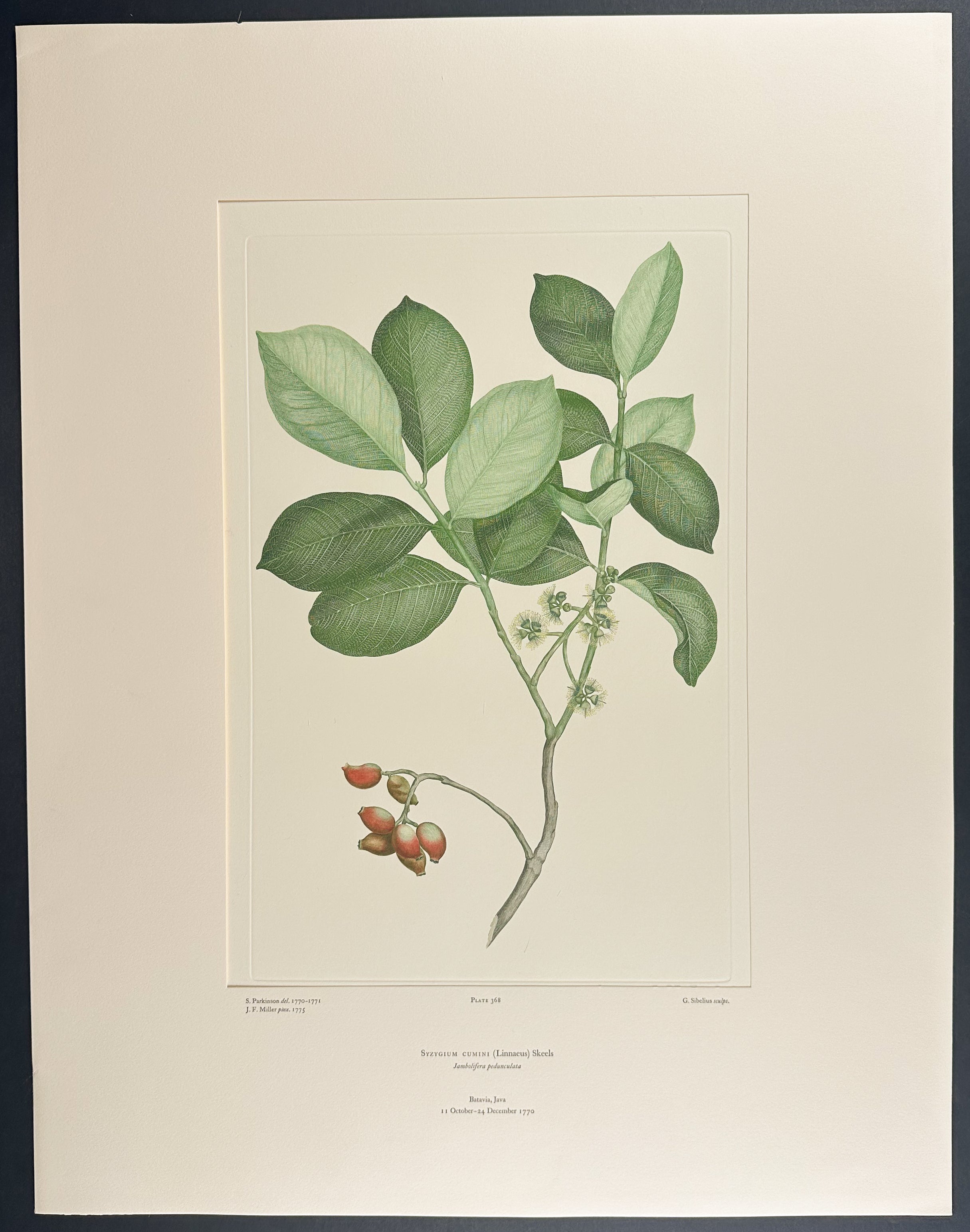 Java Plum, Black Plum, Jambolan [Syzygium cumini]