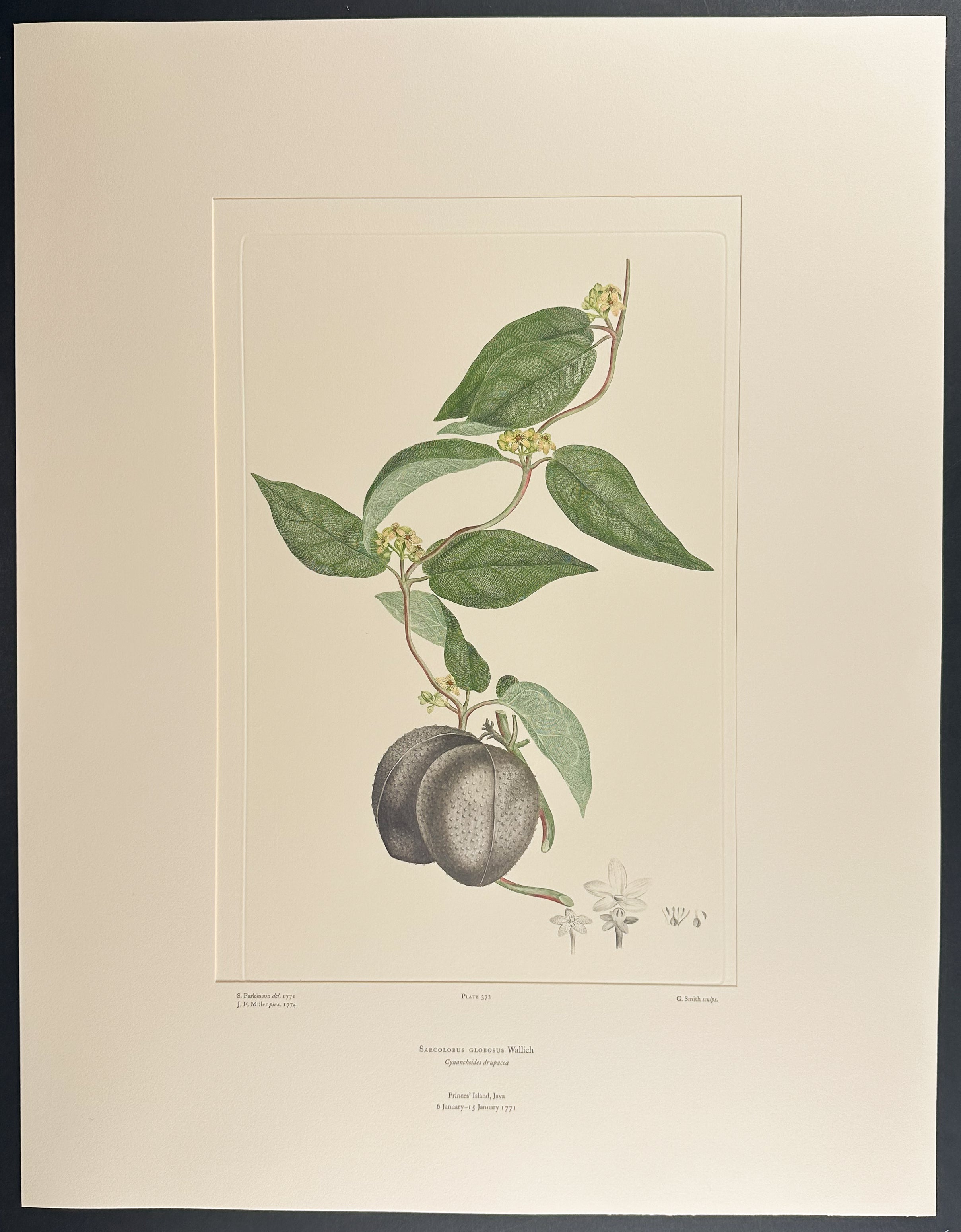 Mangrove Creeper [Sarcolobus globosus]