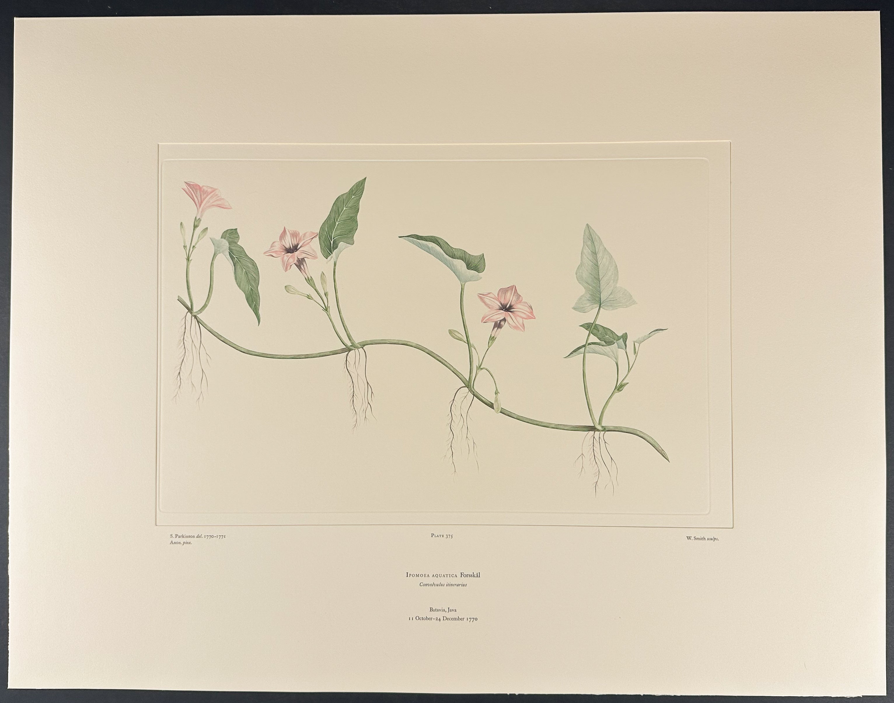 Water Spinach, Kangkong [ipomoea aquatica]
