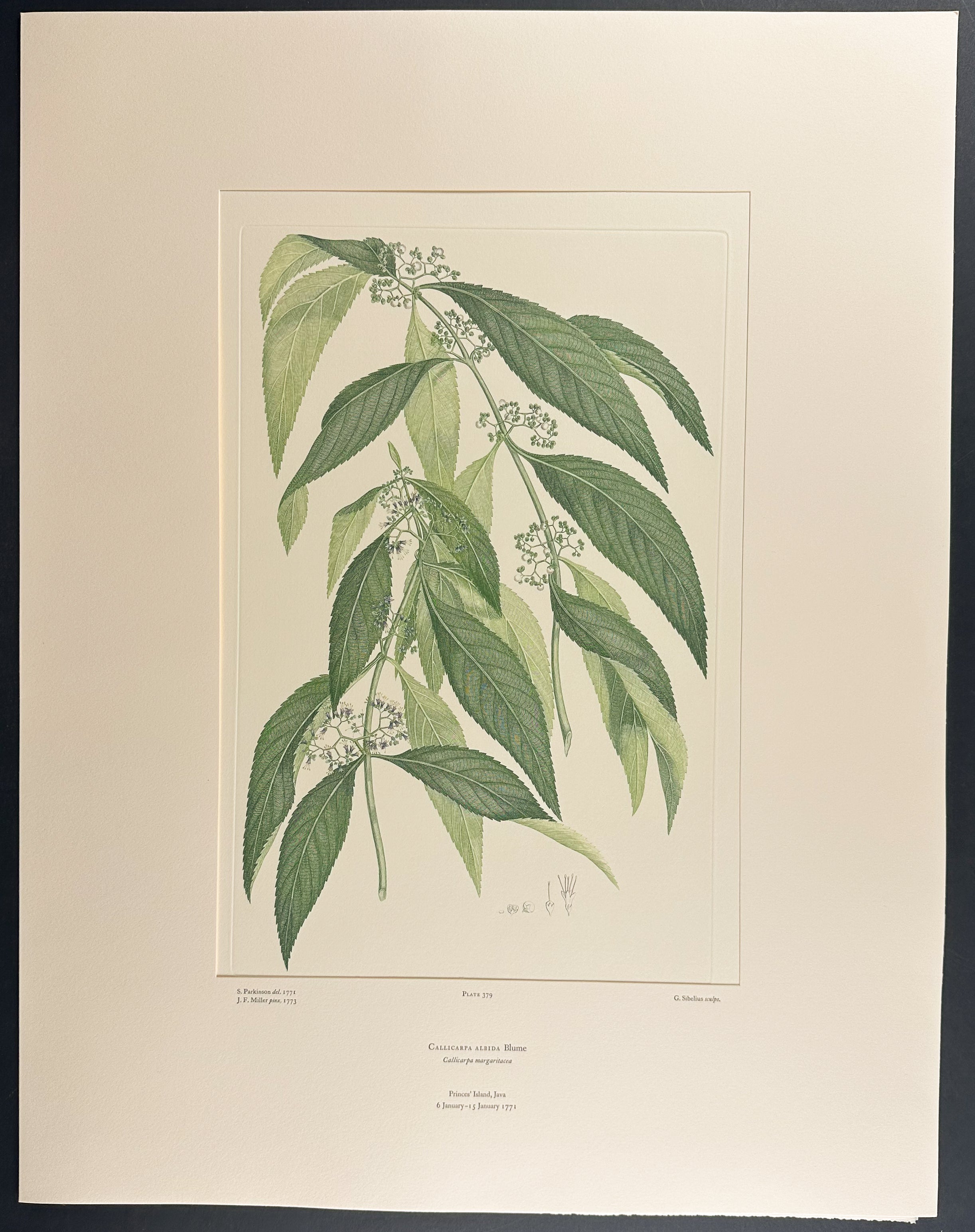 White Beauty Berry [Callicarpa albida]