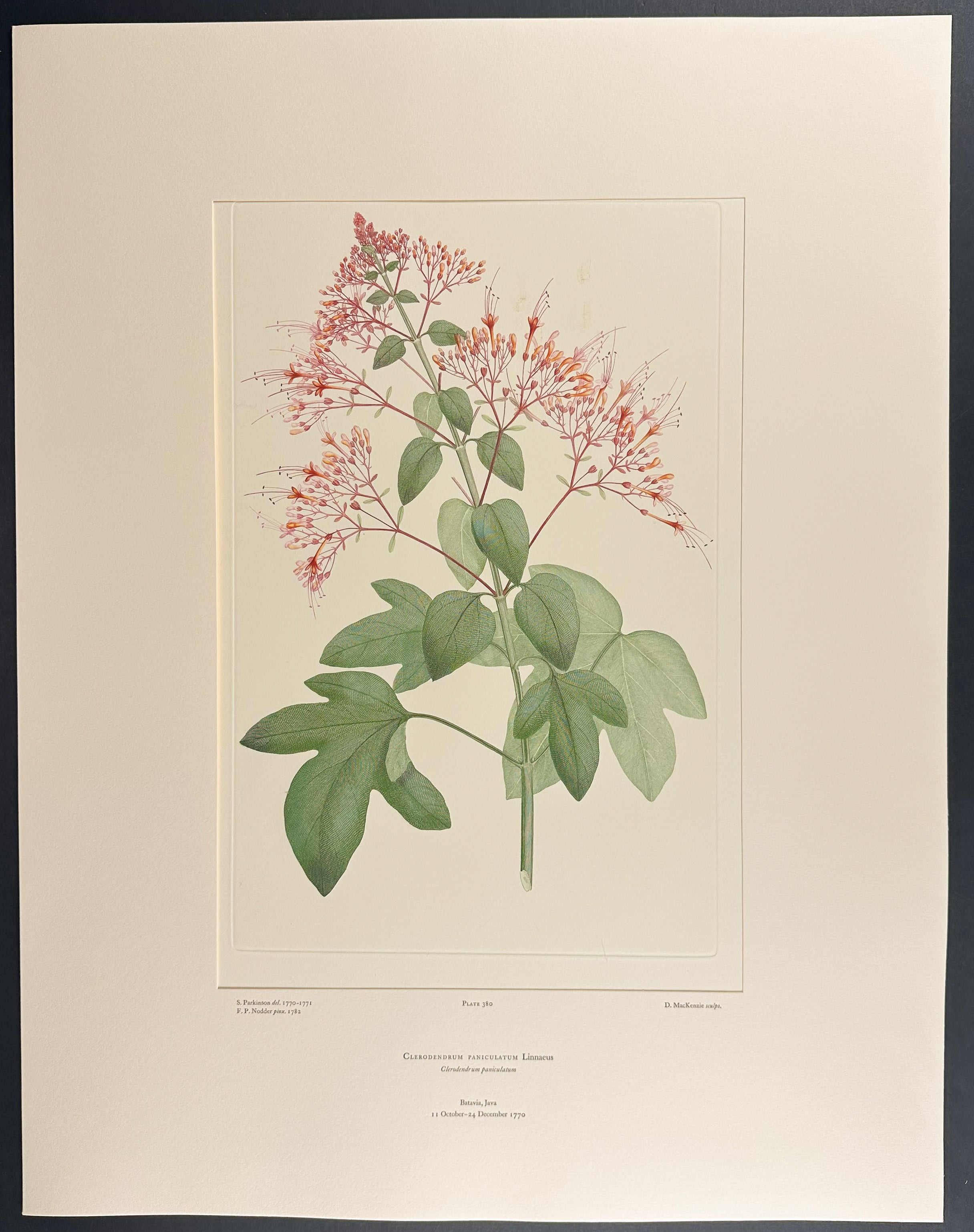 Pagoda Flower [Clerodendrum paniculatum]