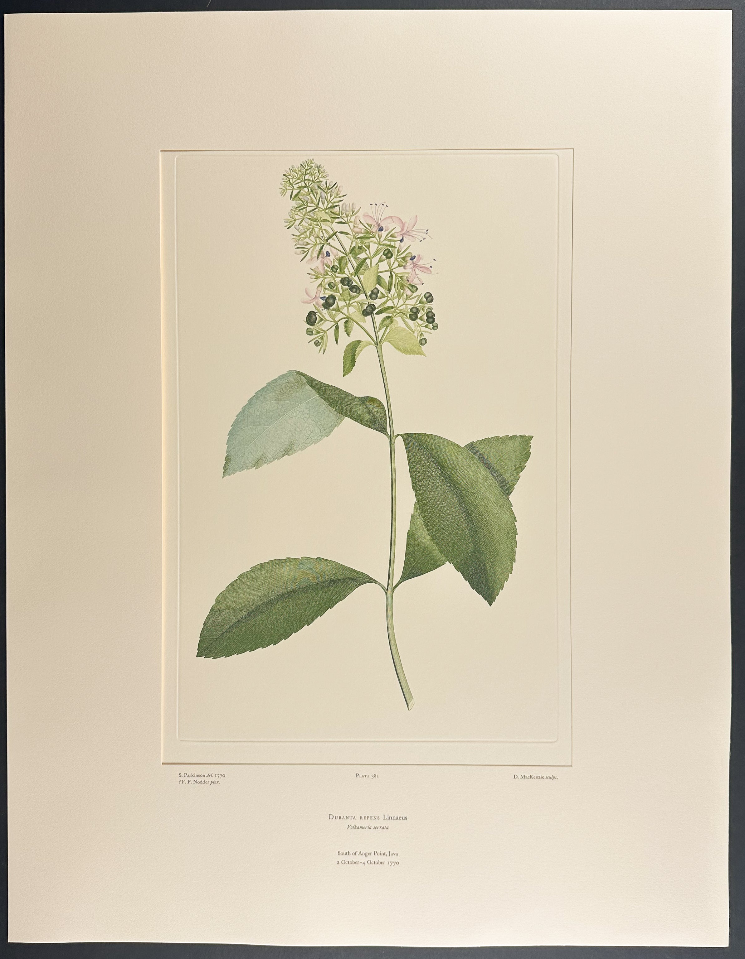 Golden Dewdrop, Pigeon Berry [Duranta repens]