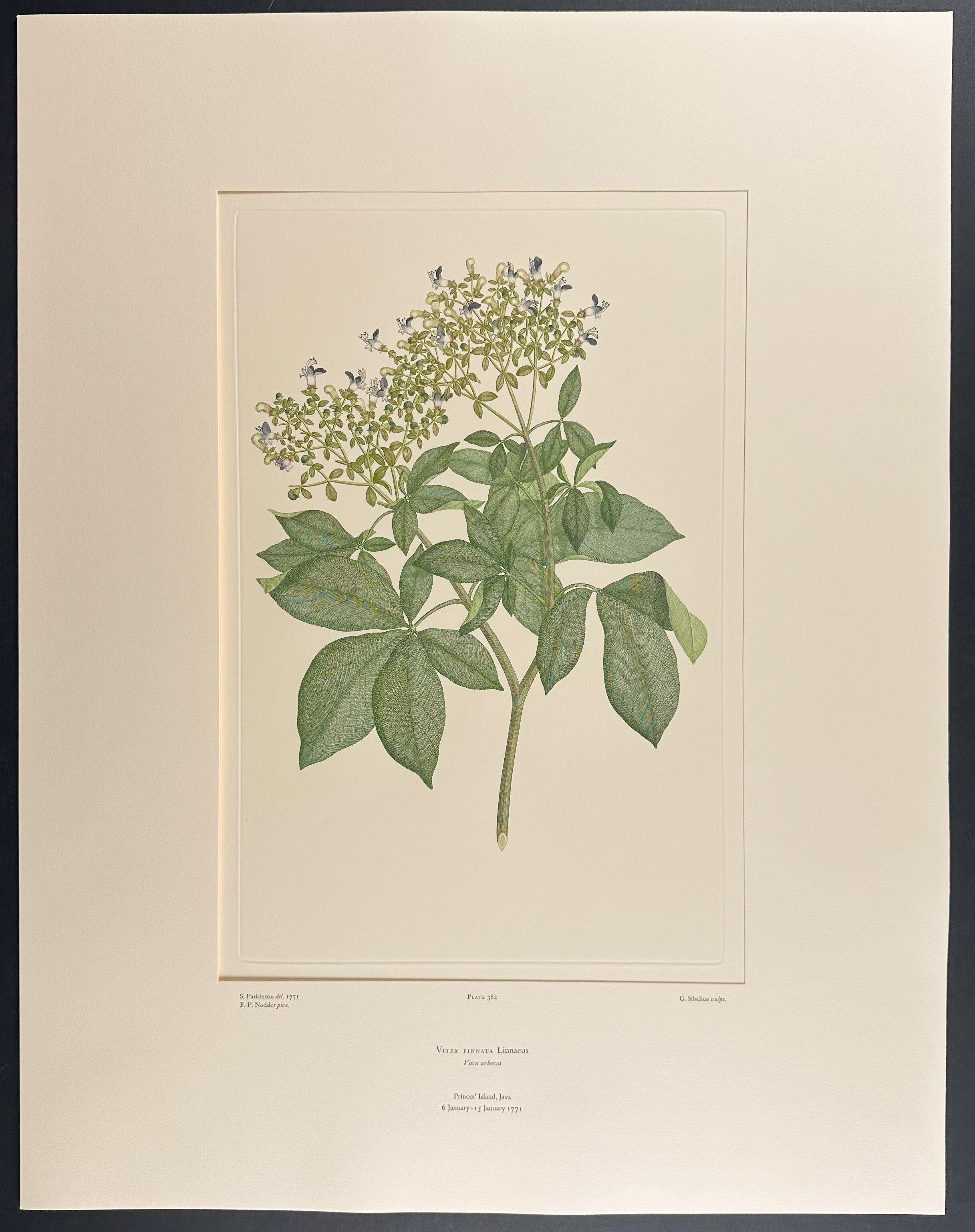 Common Vitex, Smooth-Leaf Vitex [Vitex pinnata]