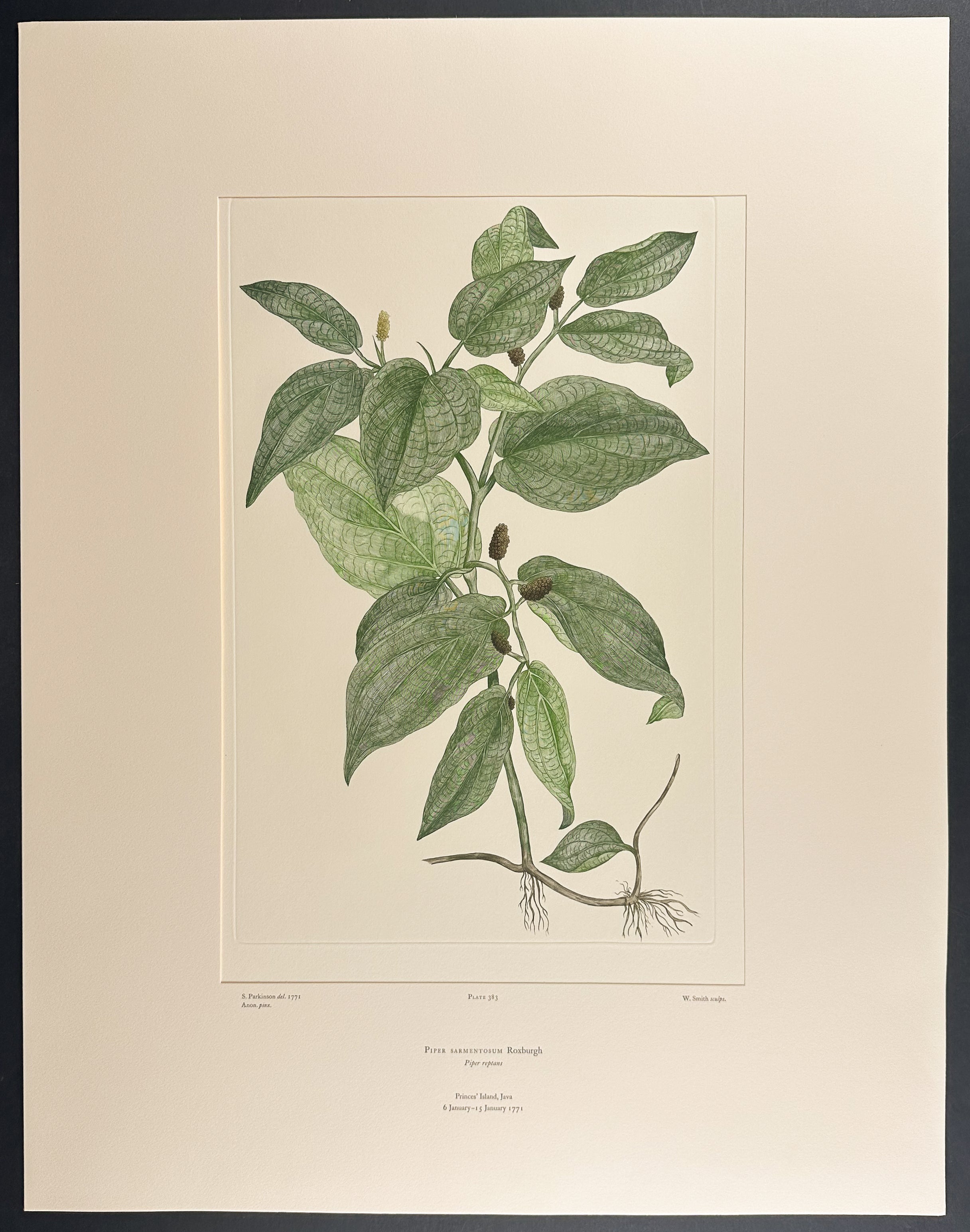 Wild Betel Leaf, Lolot [Piper sarmentosum]