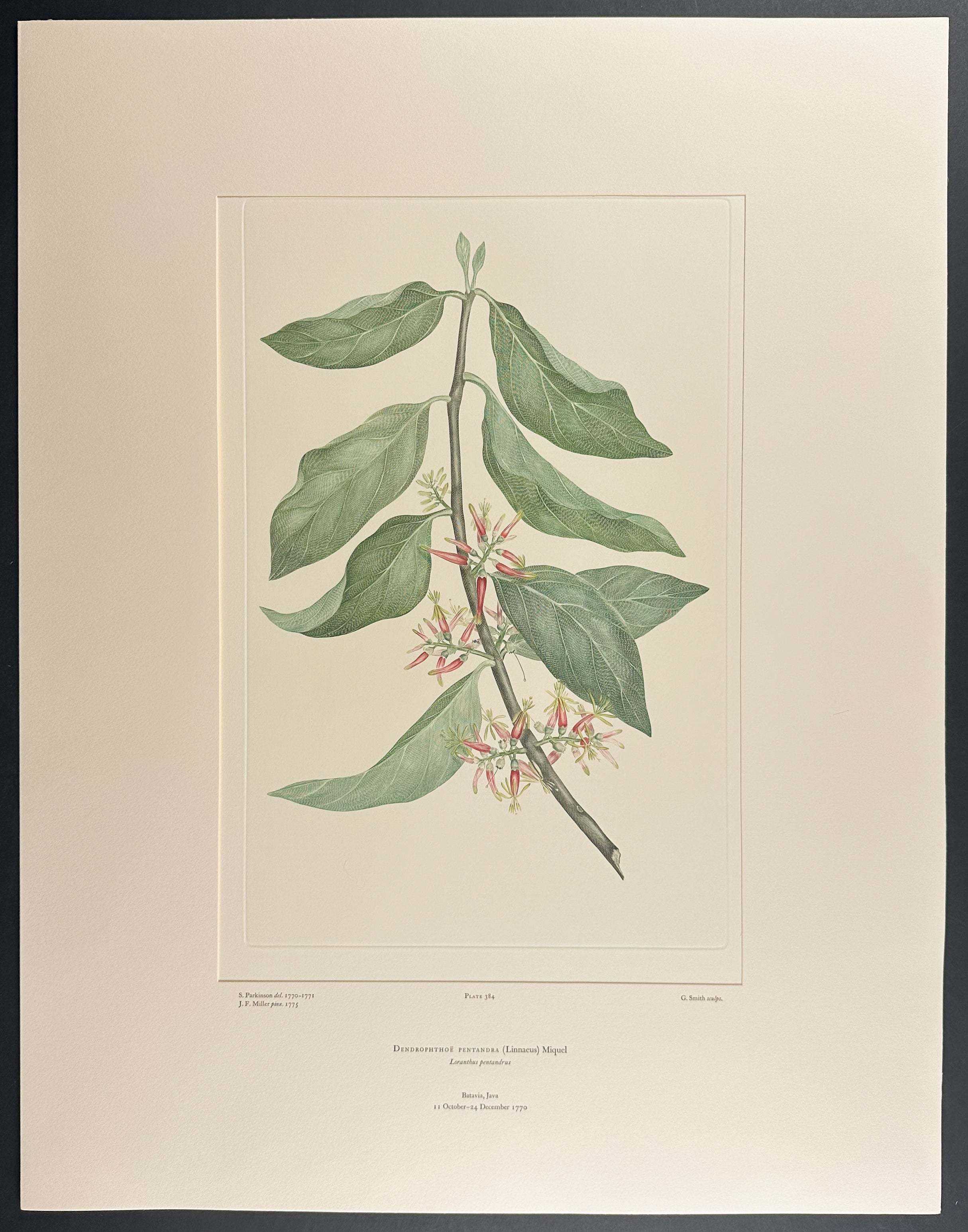 Mistletoe Species [Dendrophthoe pentandra]
