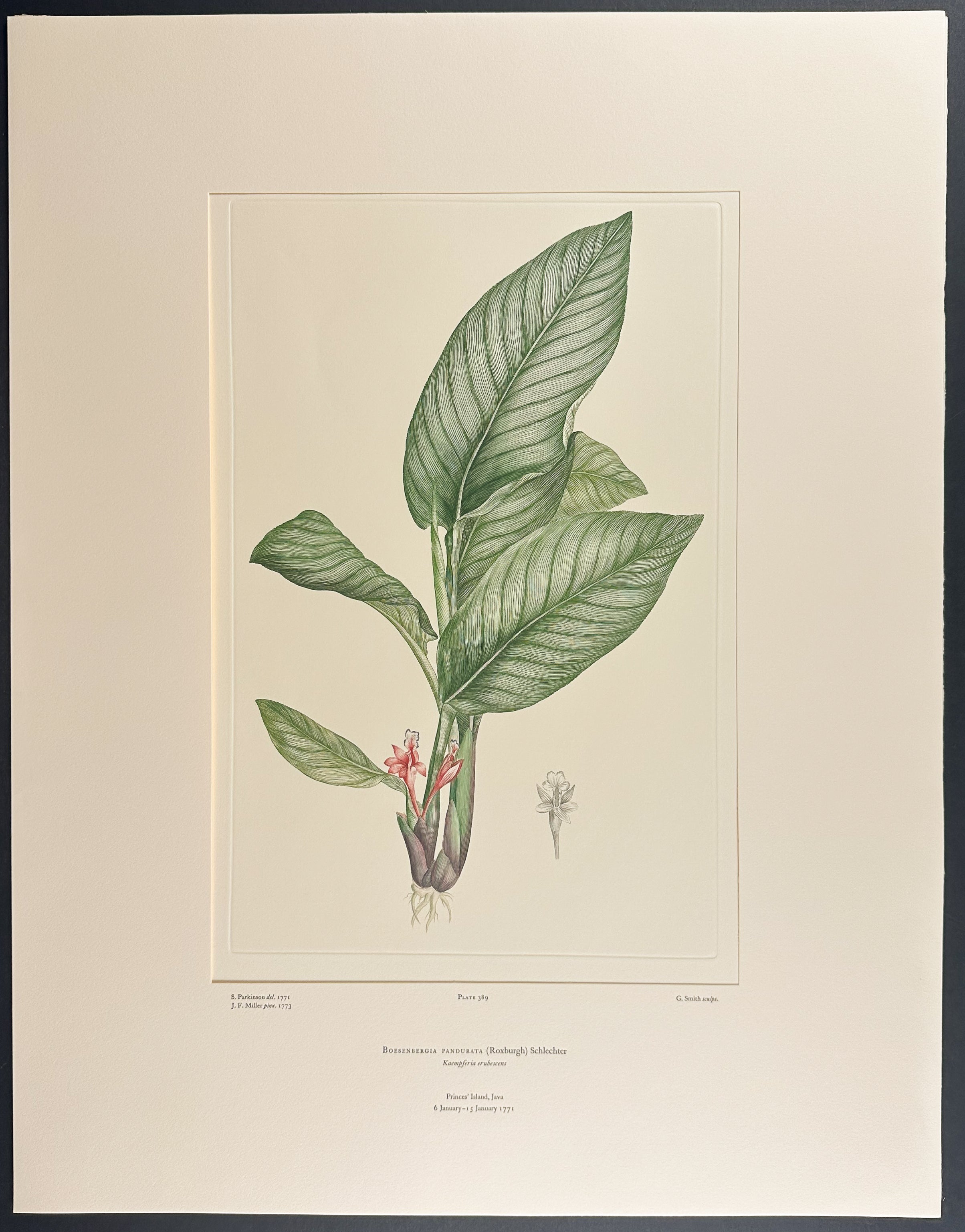 Fingerroot, Chinese Ginger [Boesenbergia pandurata]