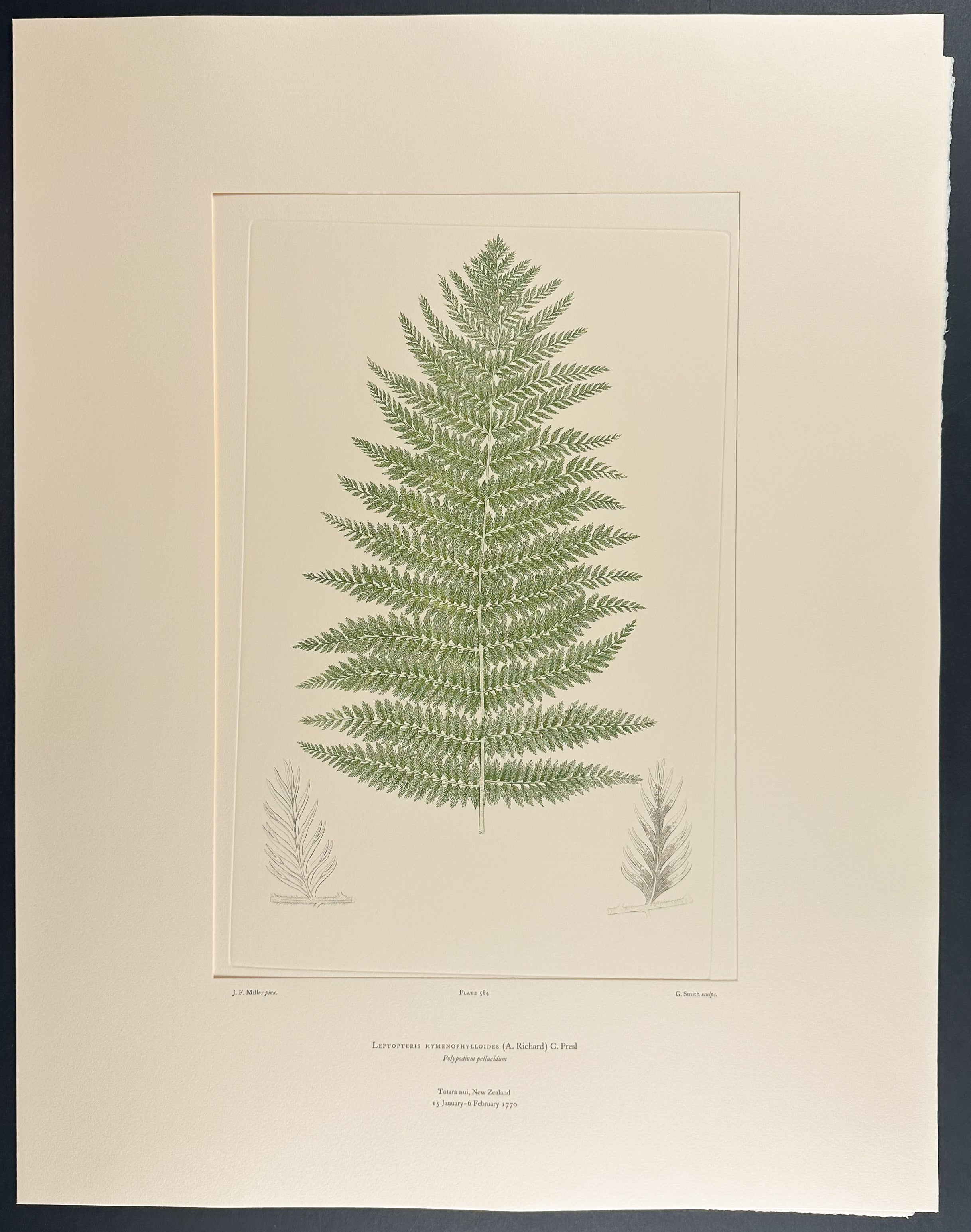 New Zealand Ferns