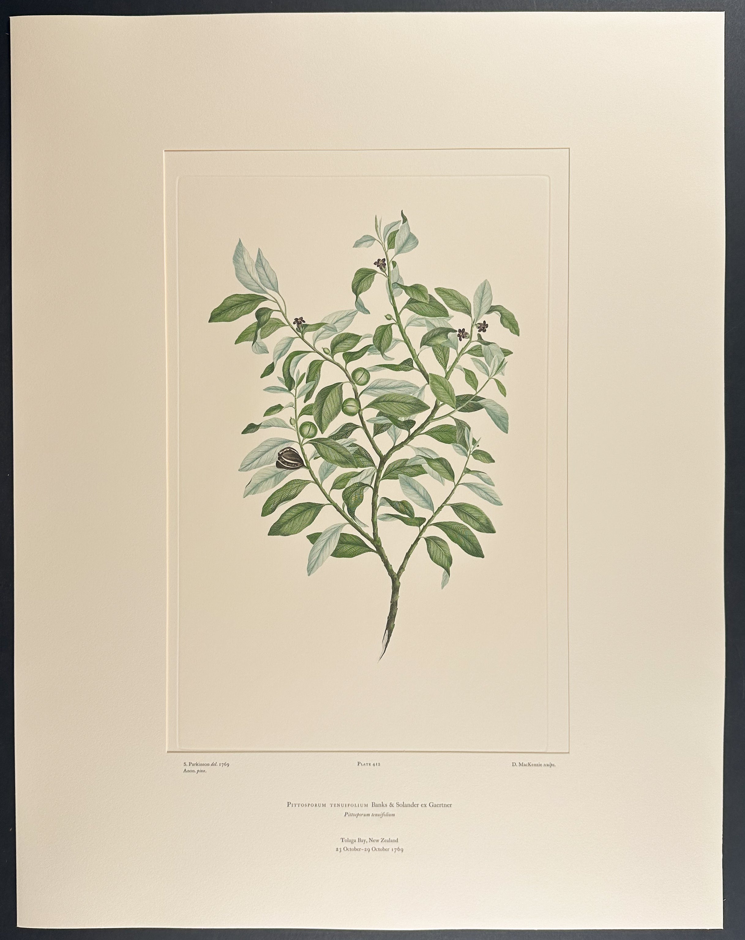 Kohuhu, Black Matipo [Pittosporum tenuifolium]