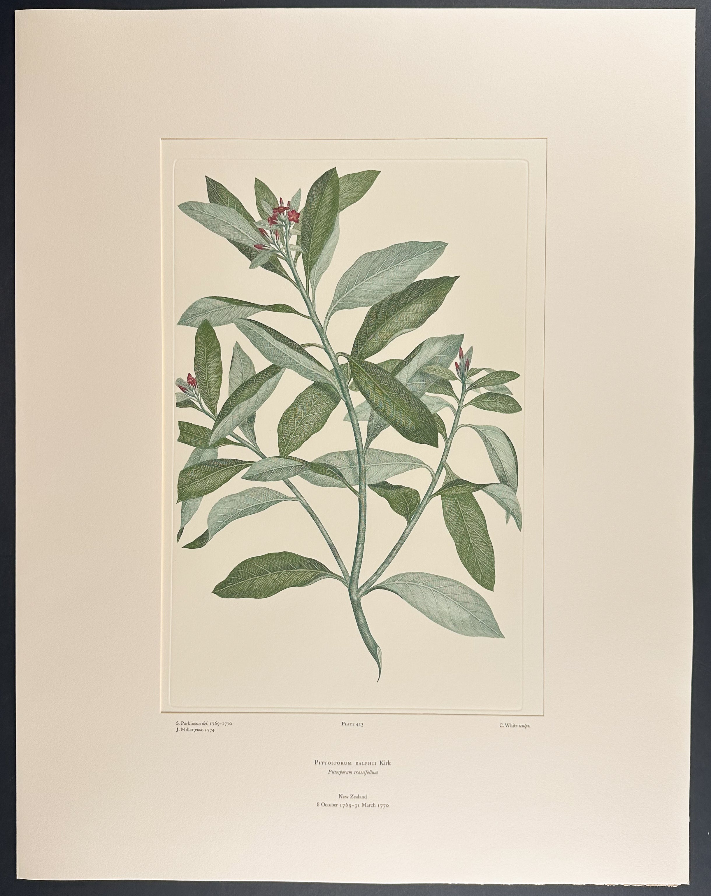Ralph's Kohuhu [Pittosporum ralphii]
