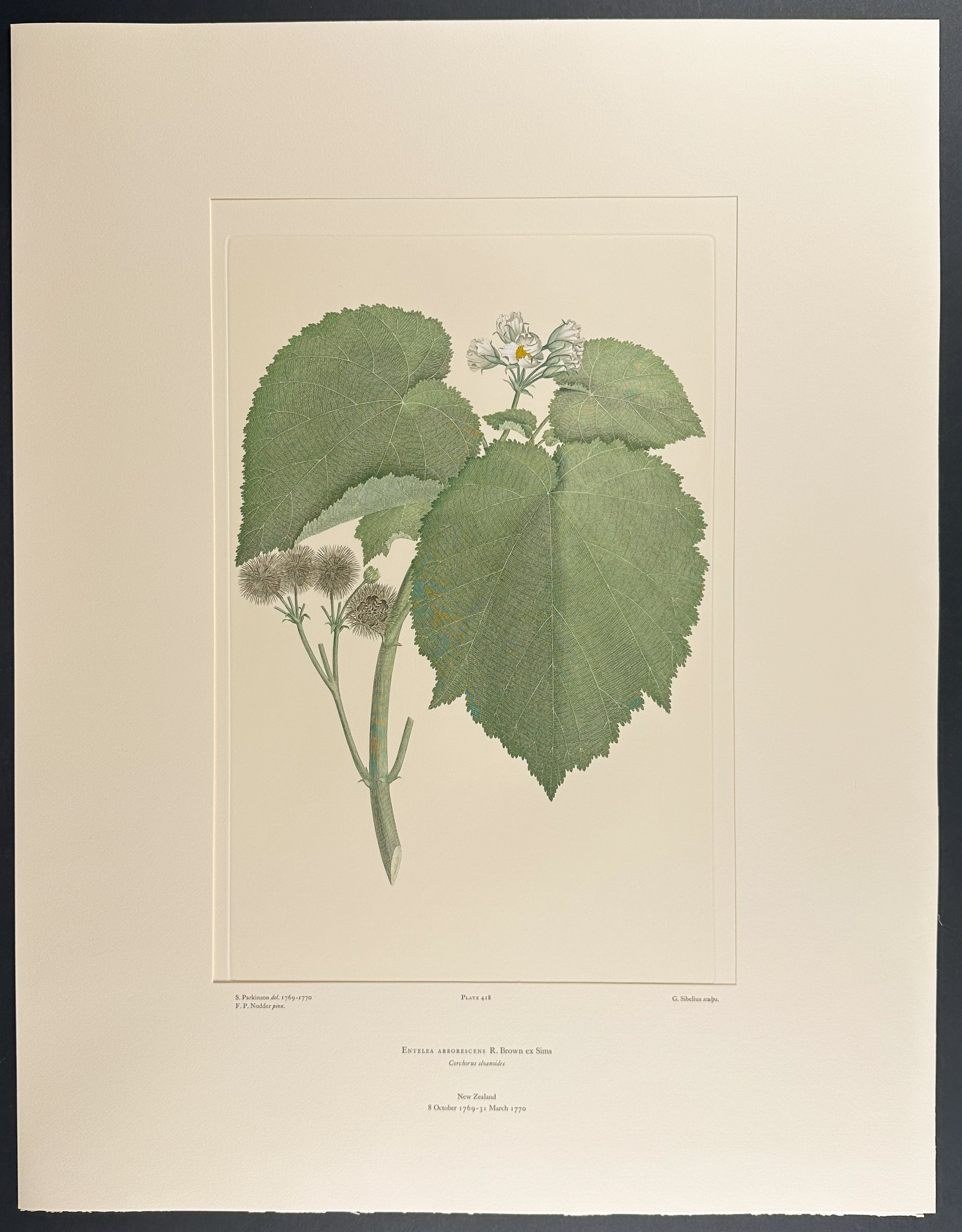 Whau, Corkwood [Entelea arborescens]