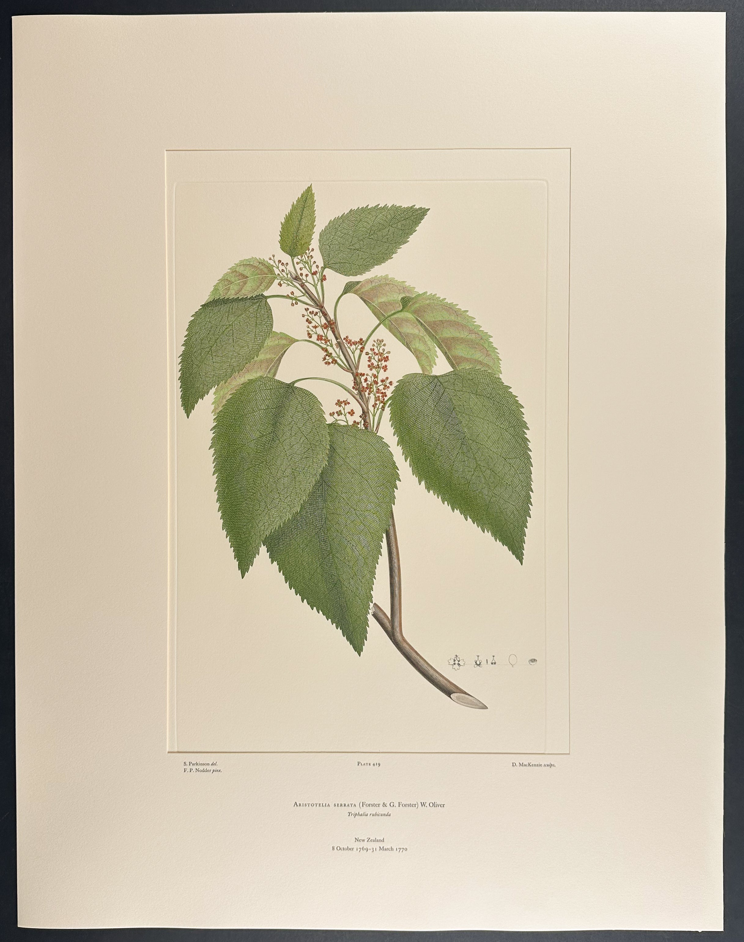 Makomako, Wineberry [Aristotelia serrata]