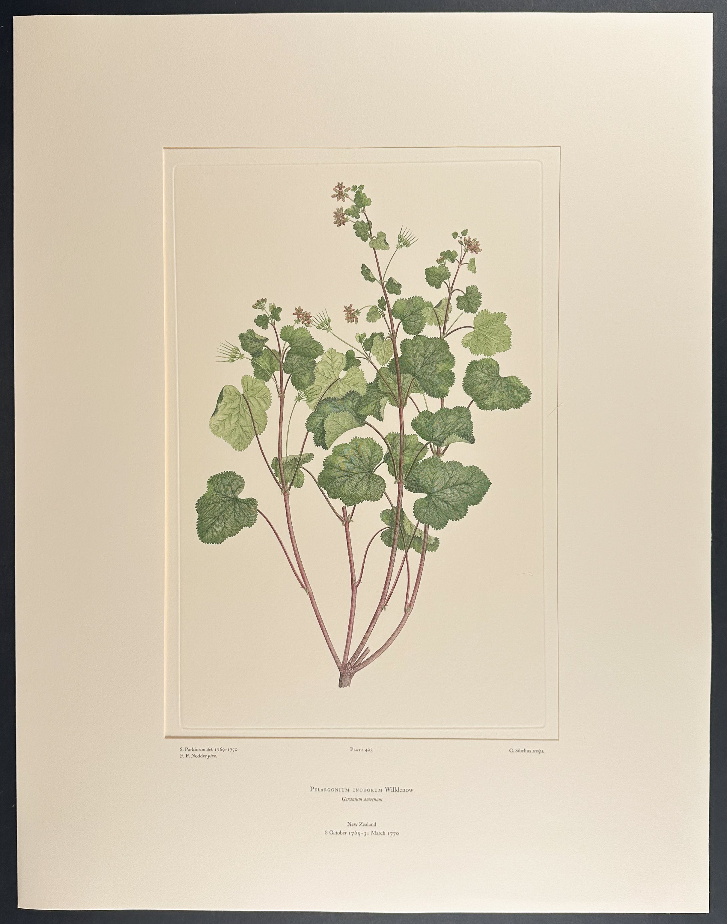 New Zealand Storksbill [Pelargonium inodorum]