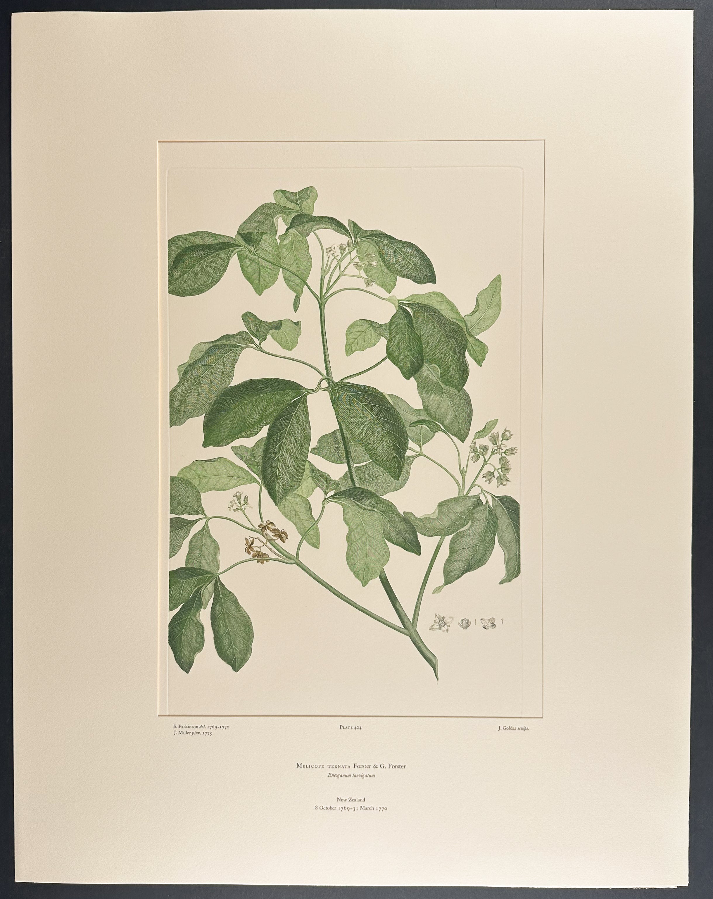 Wharangi [Melicope ternata]