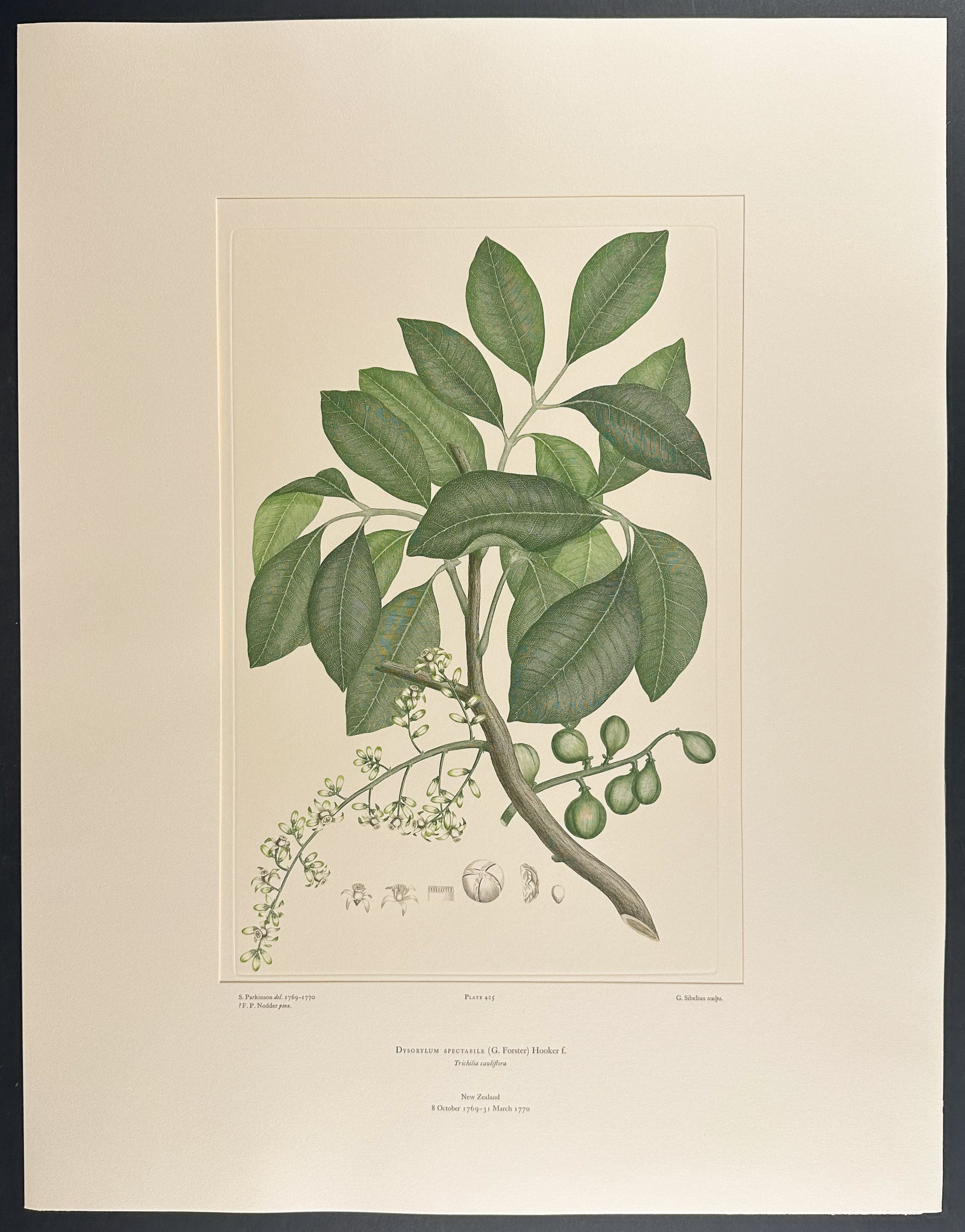 Kohekohe [Dysoxylum spectabile]