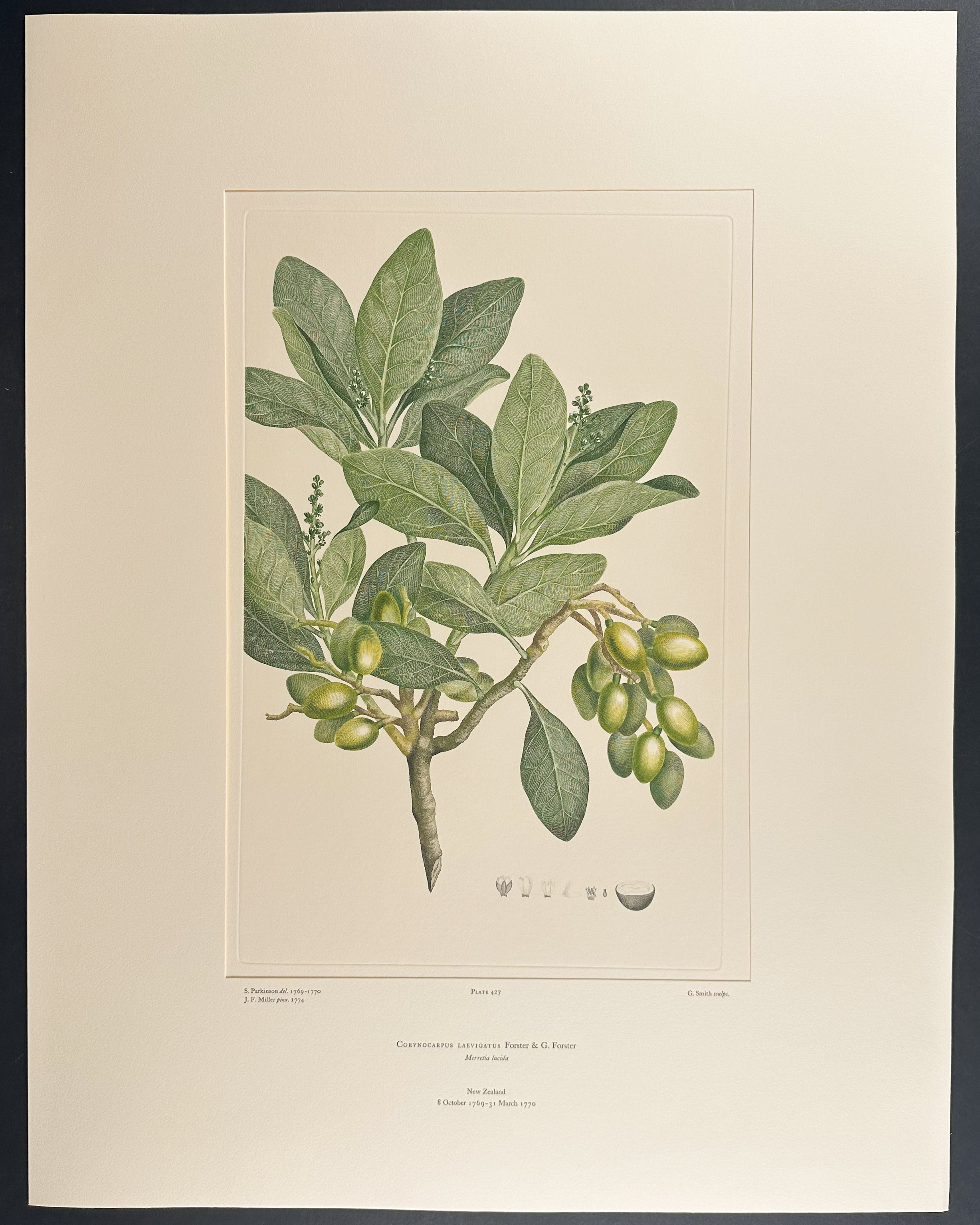 Karaka, New Zealand Laurel [Corynocarpus laevigatus]