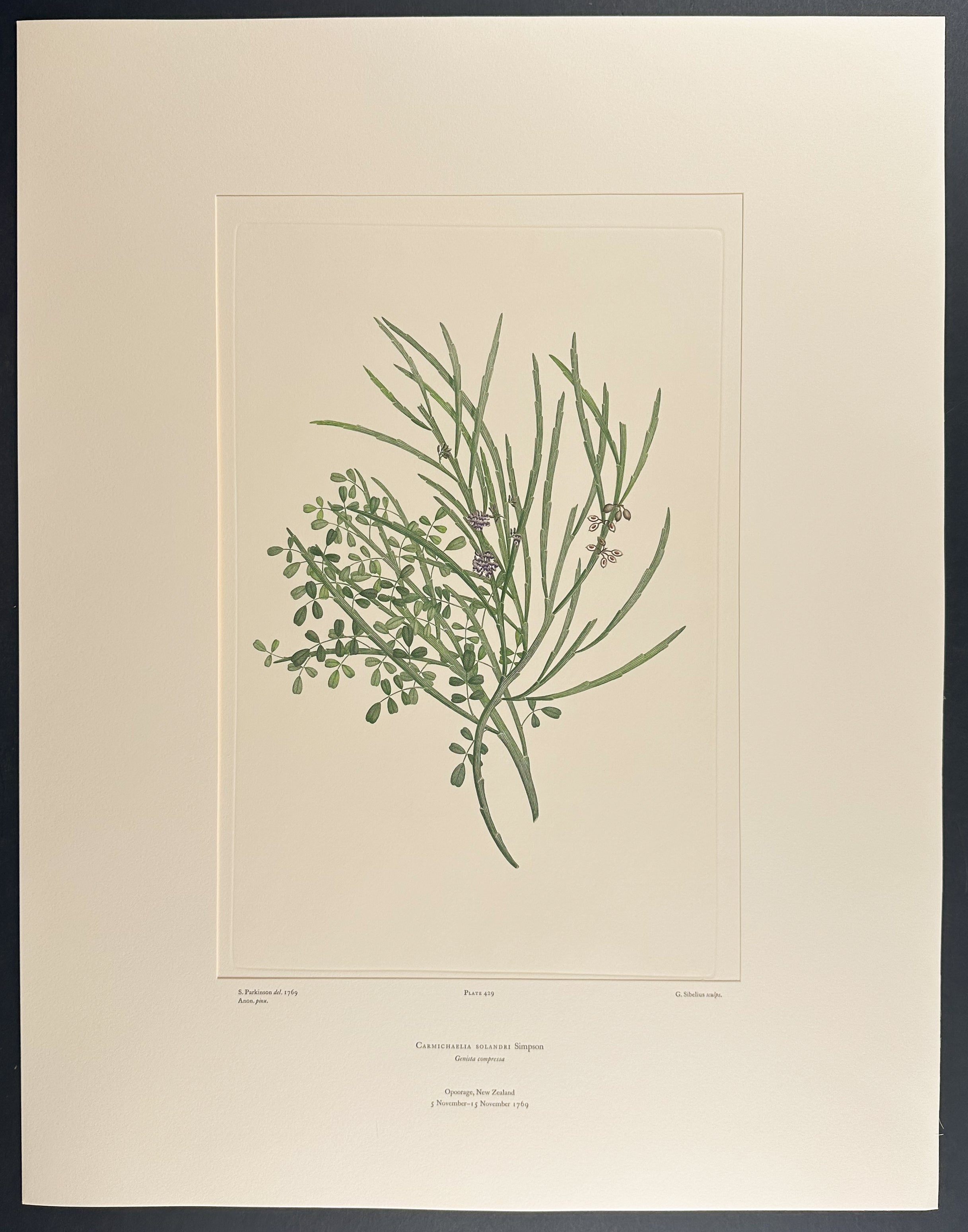New Zealand Broom, Soland Broom [Carmichaelia solandri]