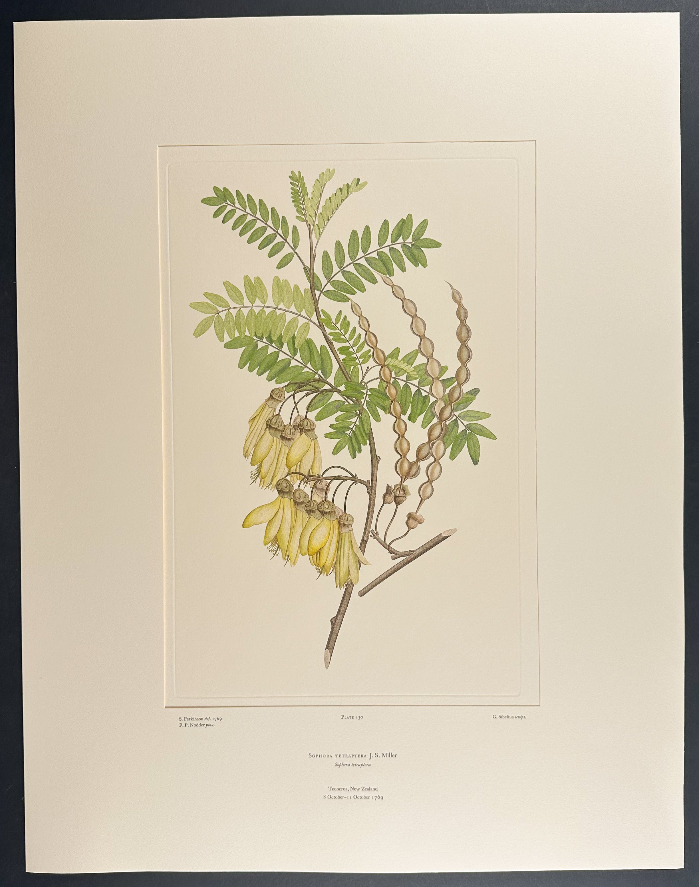 K?whai, North Island K?whai [Sophora tetraptera]