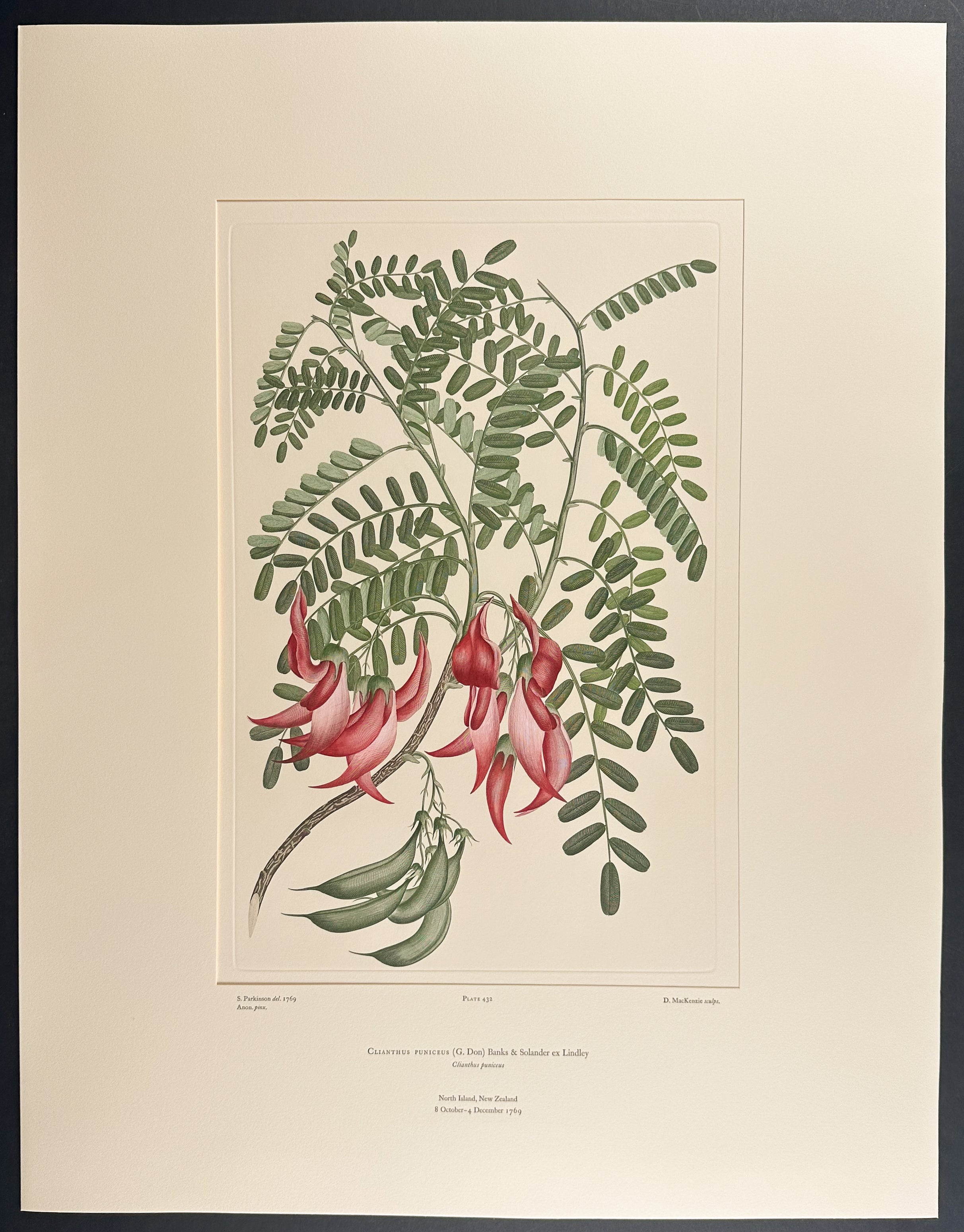 K?k? Beak, K?whai Ngutuk?k? [Clianthus puniceus]