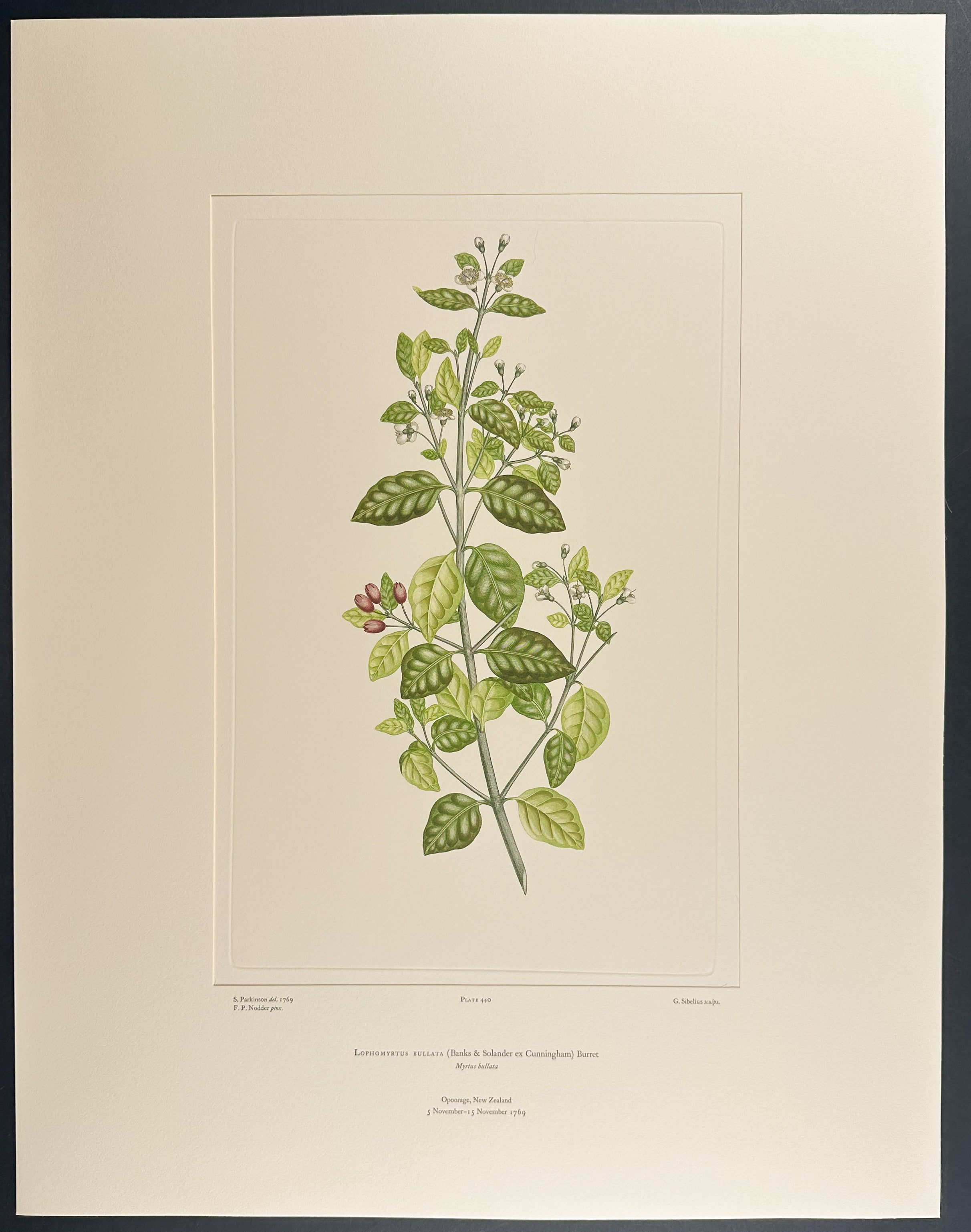 Ramarama, Bubble Leaf [Lophomyrtus bullata]