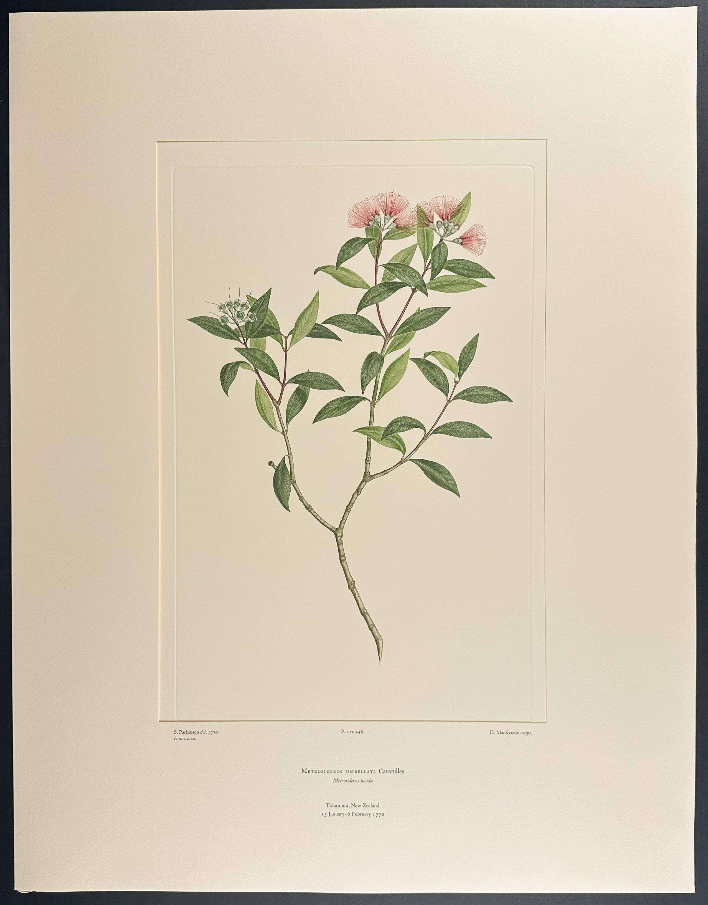 Southern R?t? [Metrosideros umbellata]