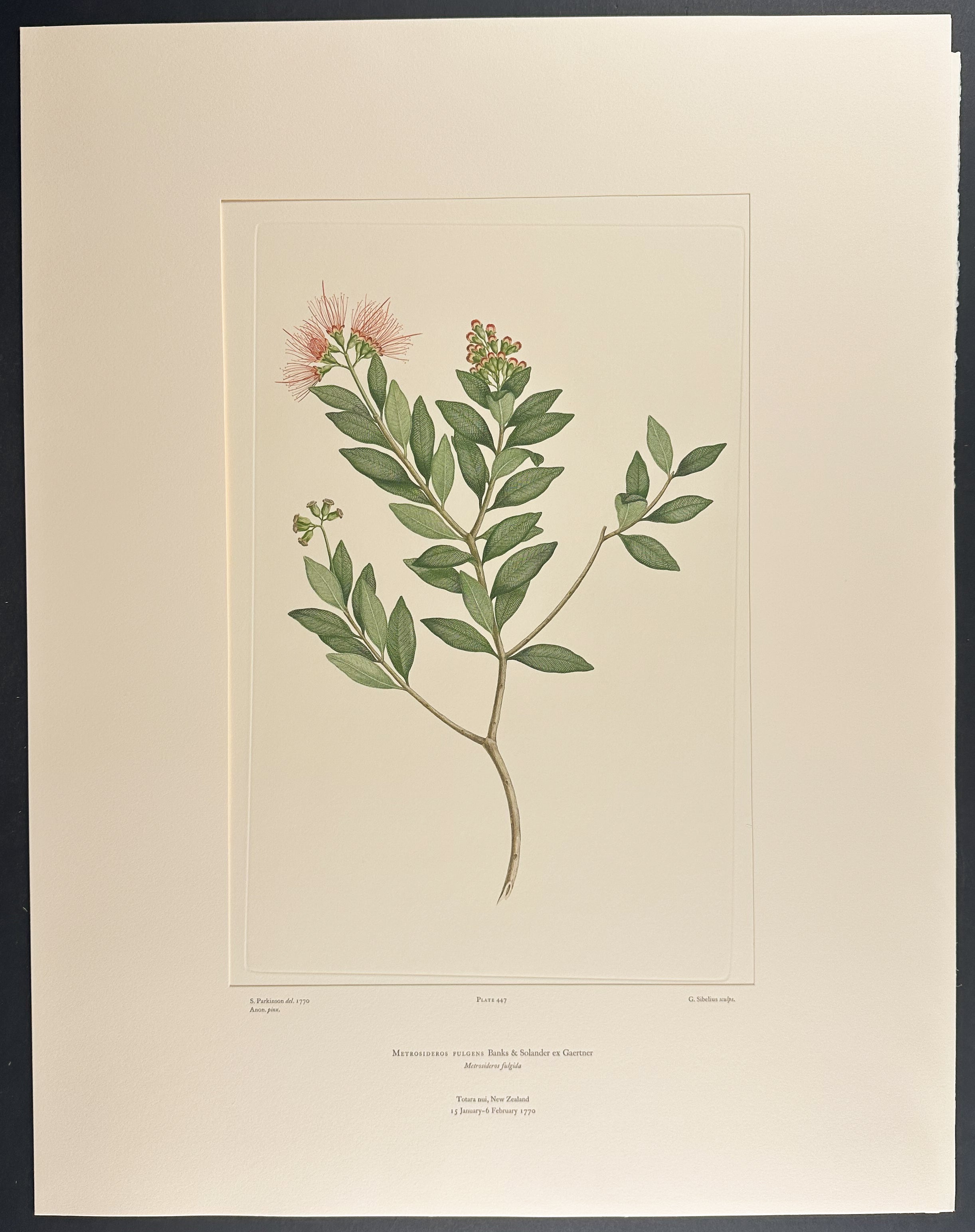 Scarlet R?t?, Winter-Flowering R?t? [Metrosideros fulgens]