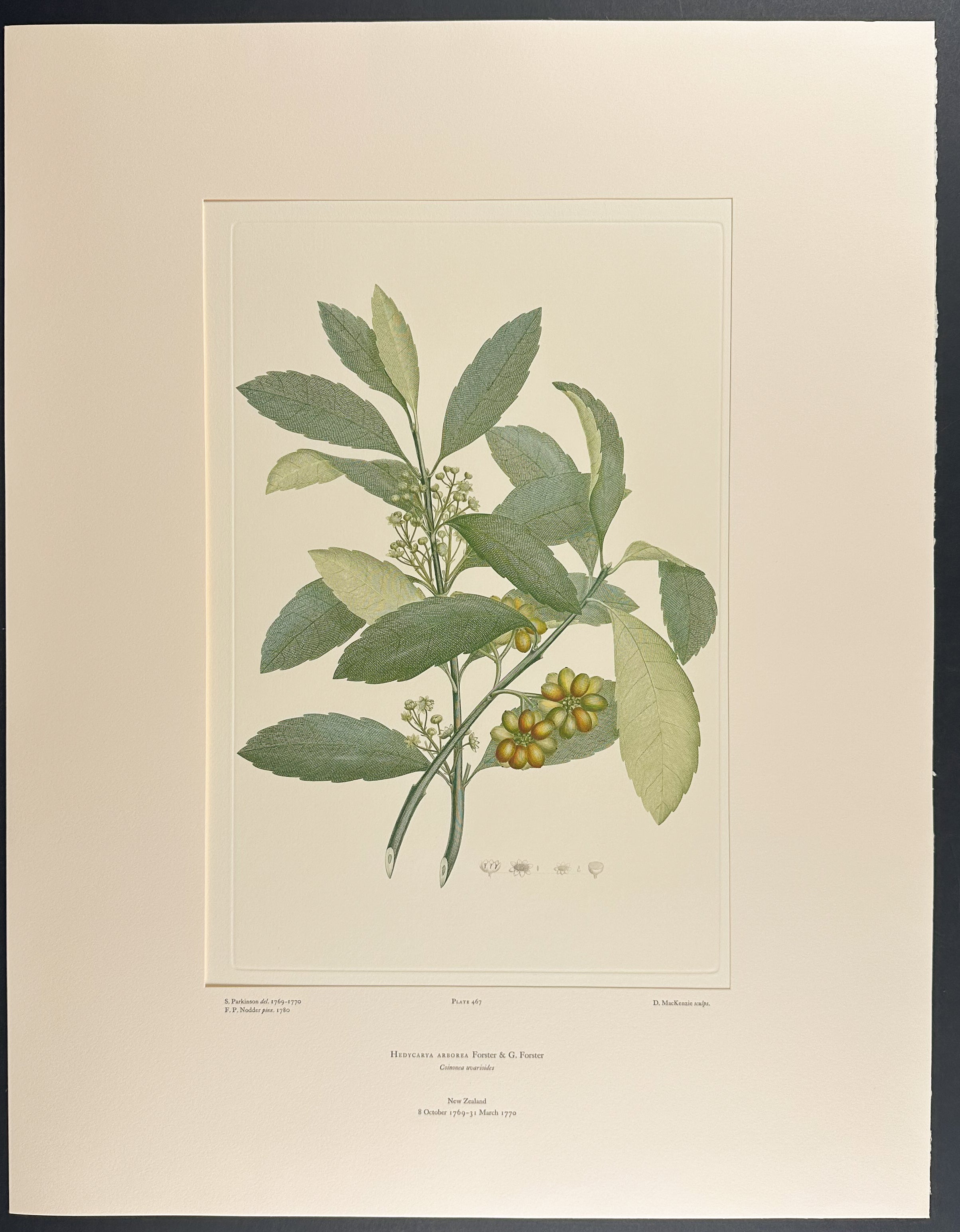 Pigeonwood, Porokaiwhiri [Hedycarya arborea]
