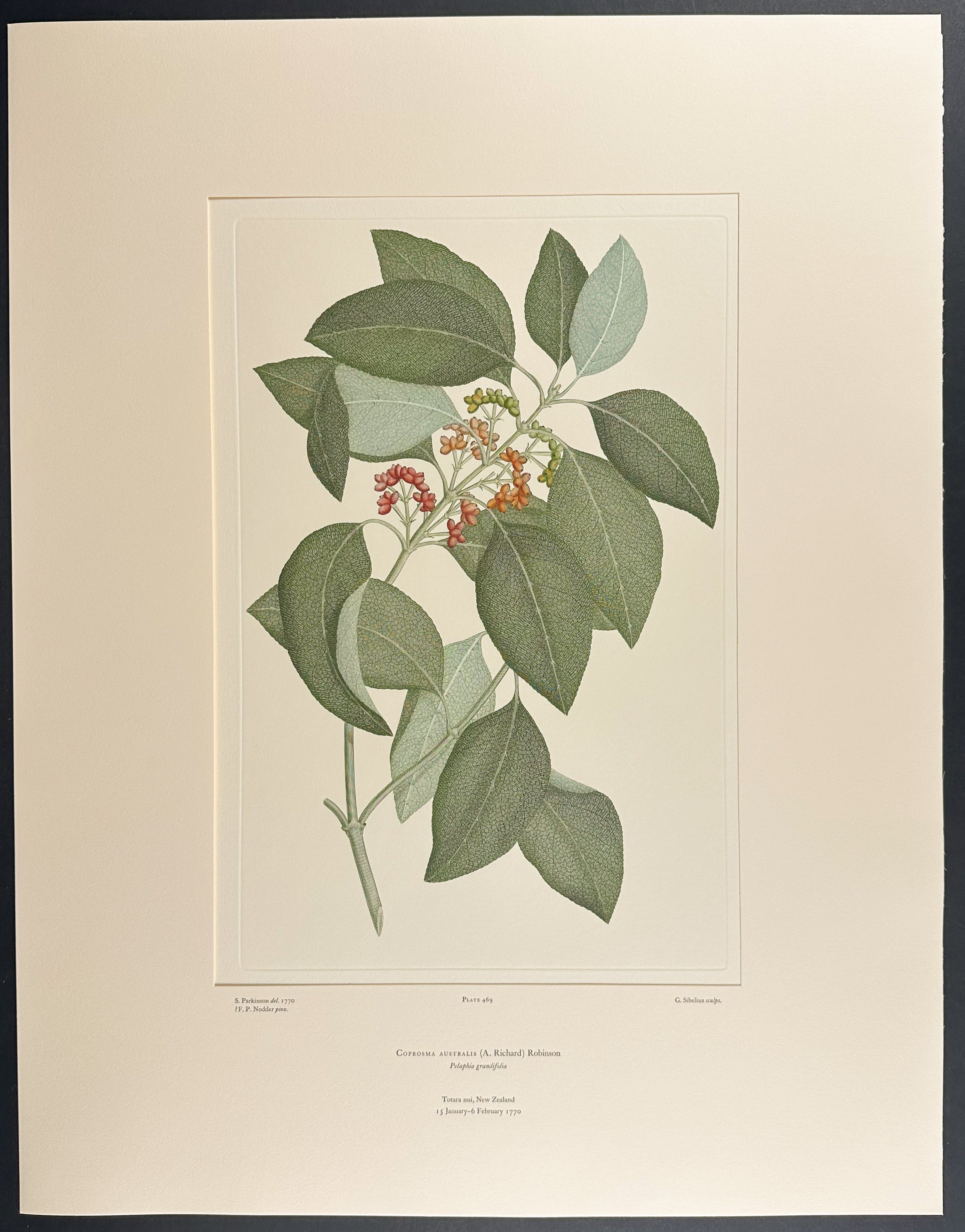 Grand Coprosma, Kanono [Coprosma australis]