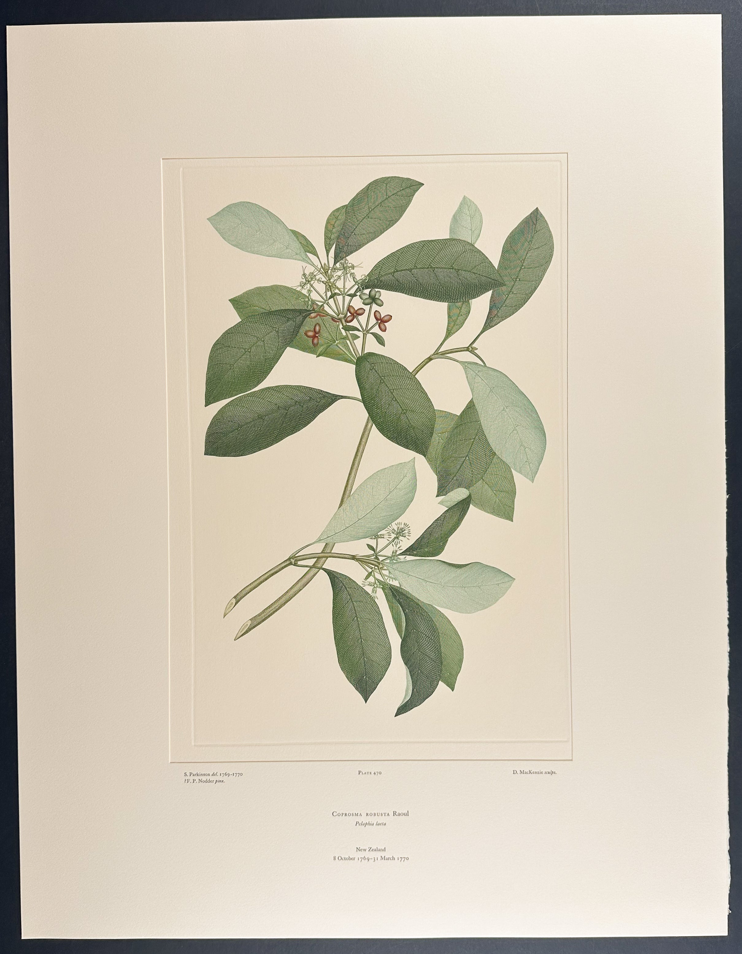 Karam? [Coprosma robusta]