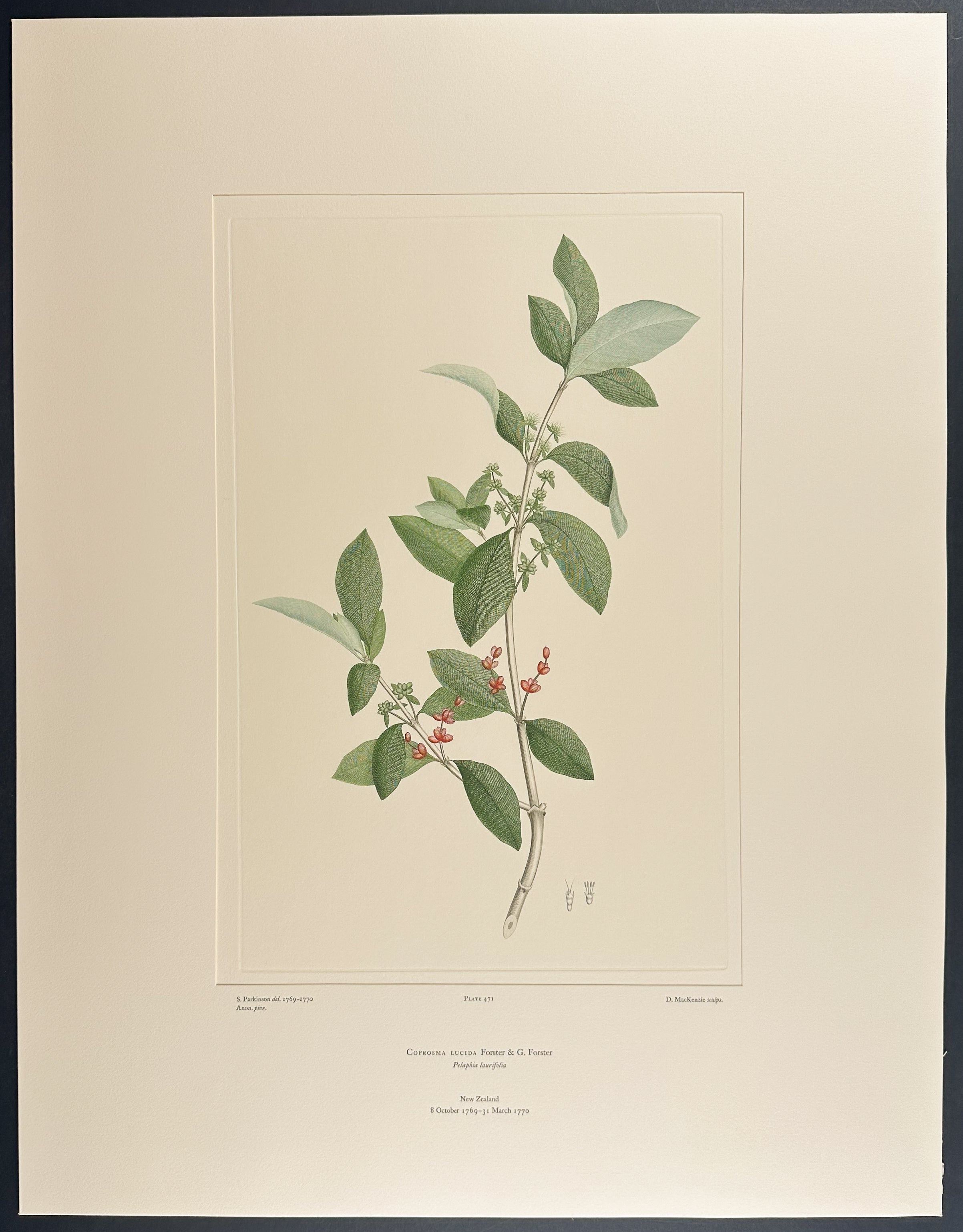 Shining Karam? [Coprosma lucida]