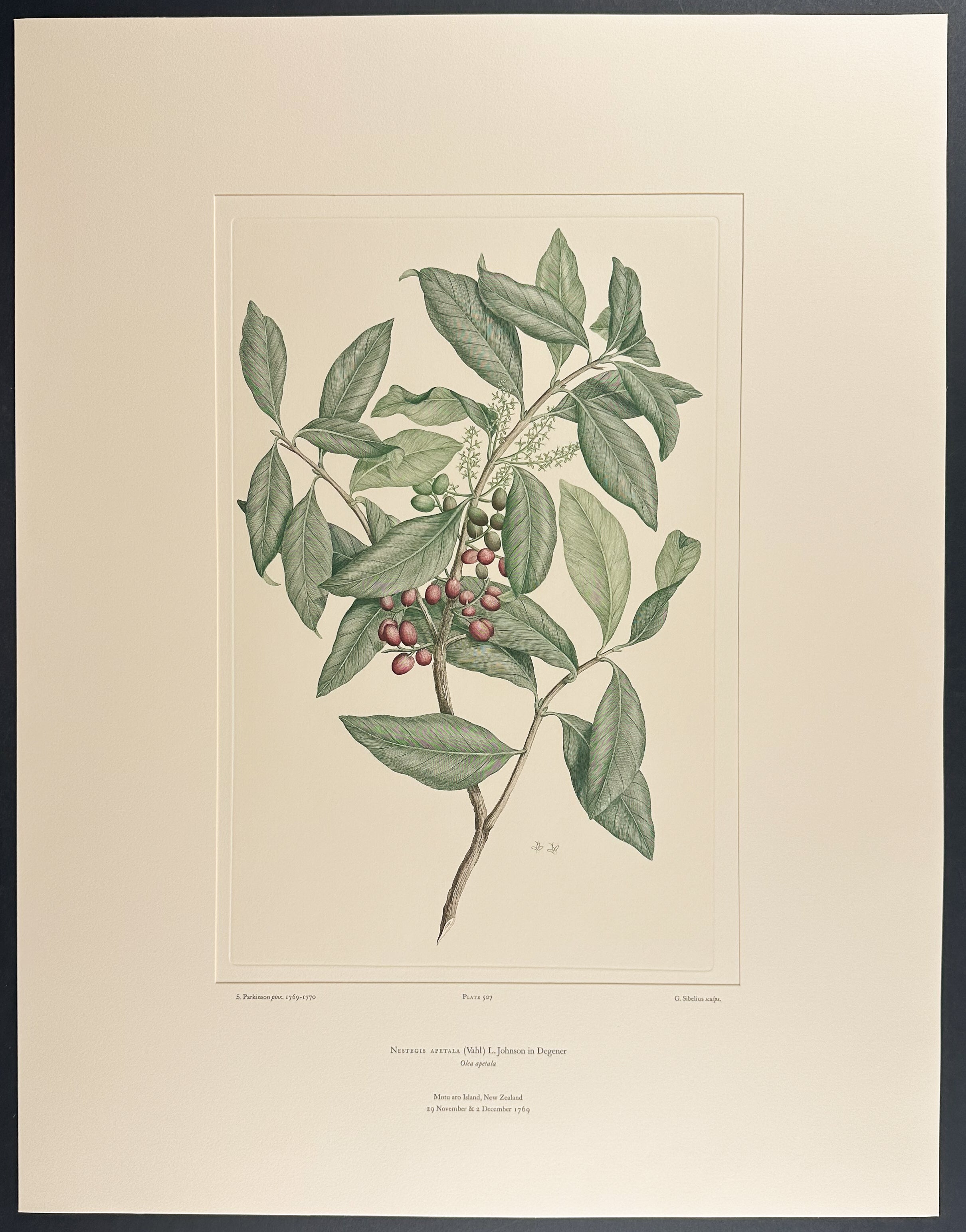 Coastal Maire, Broad-Leaved Maire [Nestegis apetala]