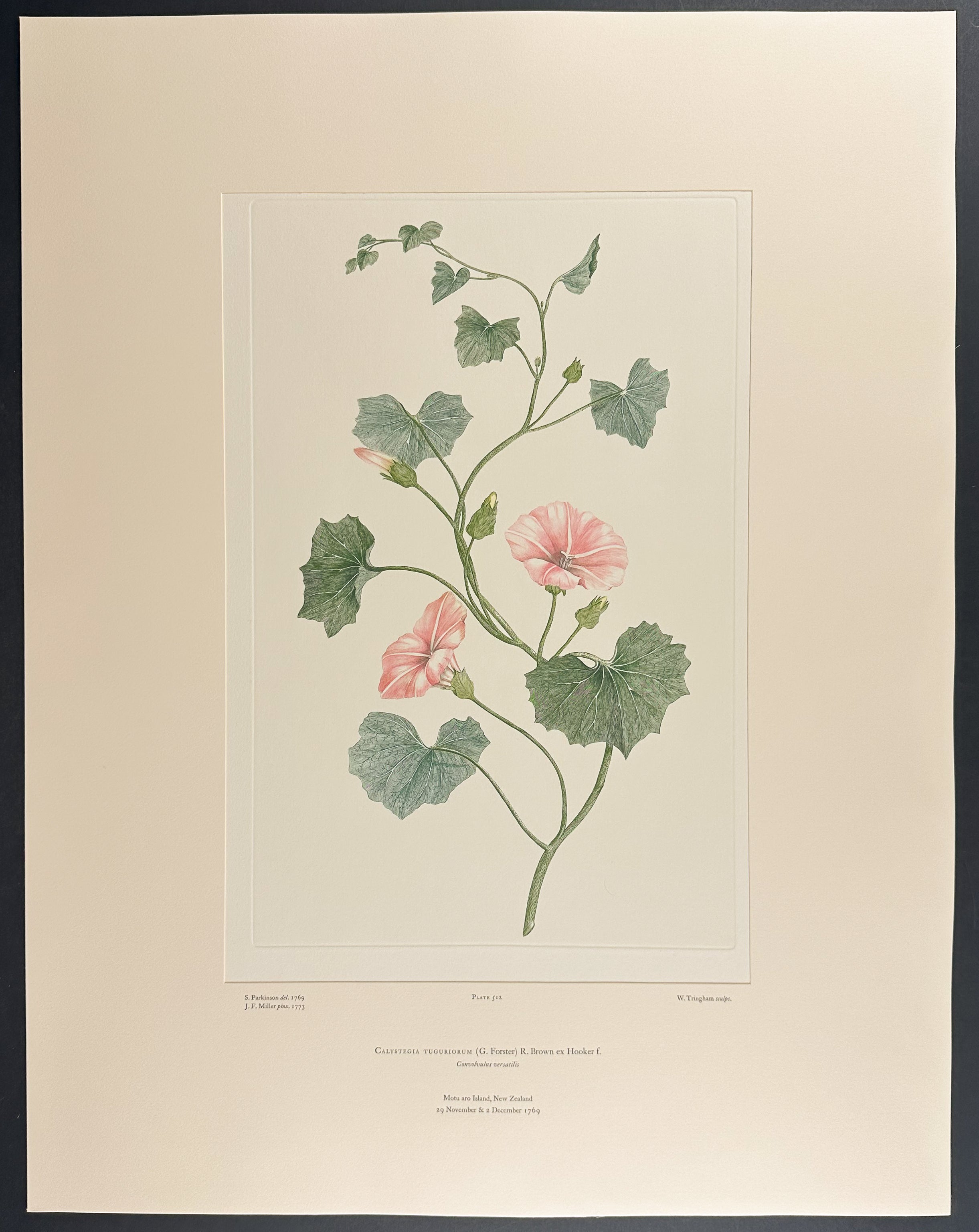 New Zealand Bindweed, Powhiwhi [Calystegia tuguriorum]