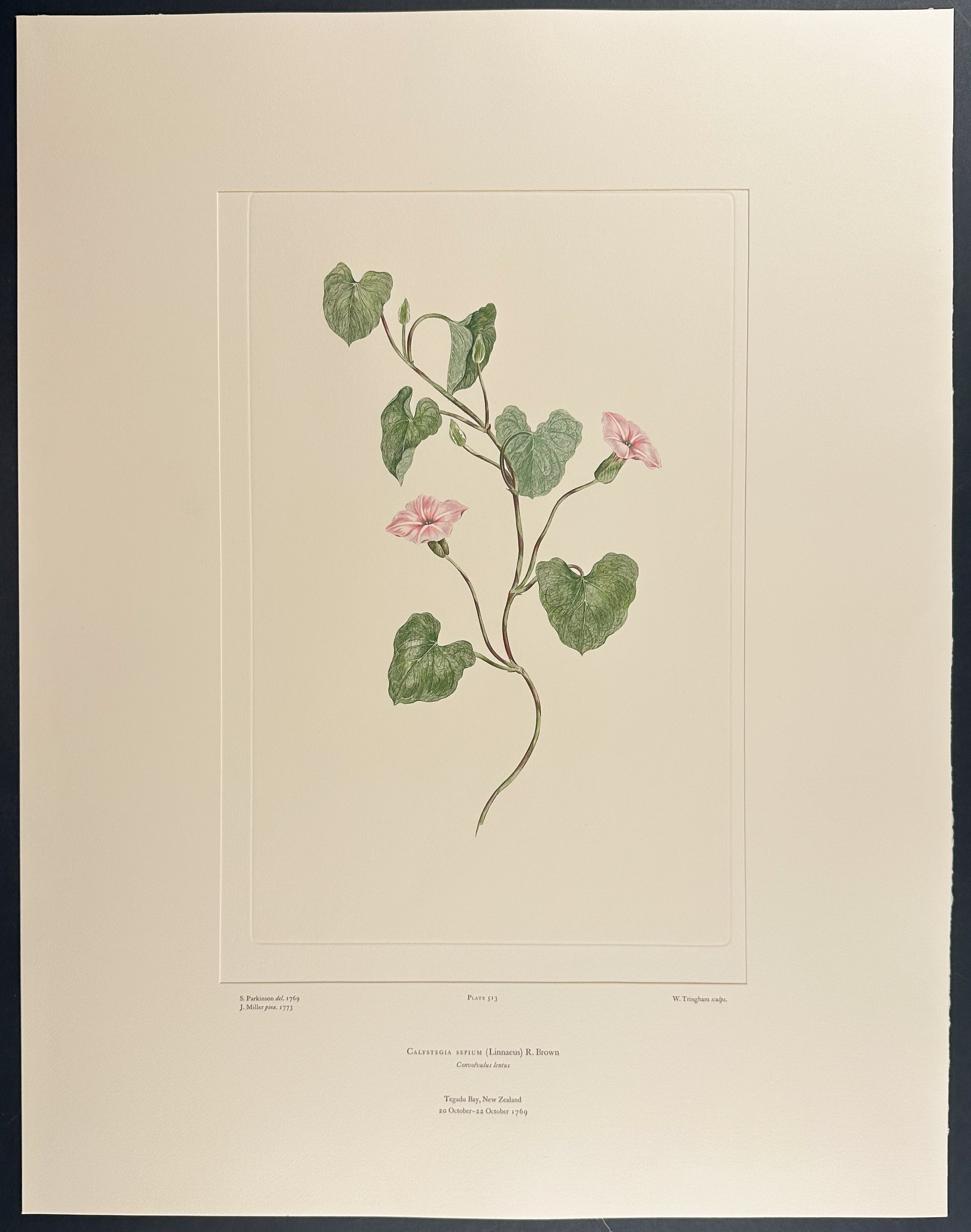 Large Bindweed, Pink Bindweed [Calystegia sepium]