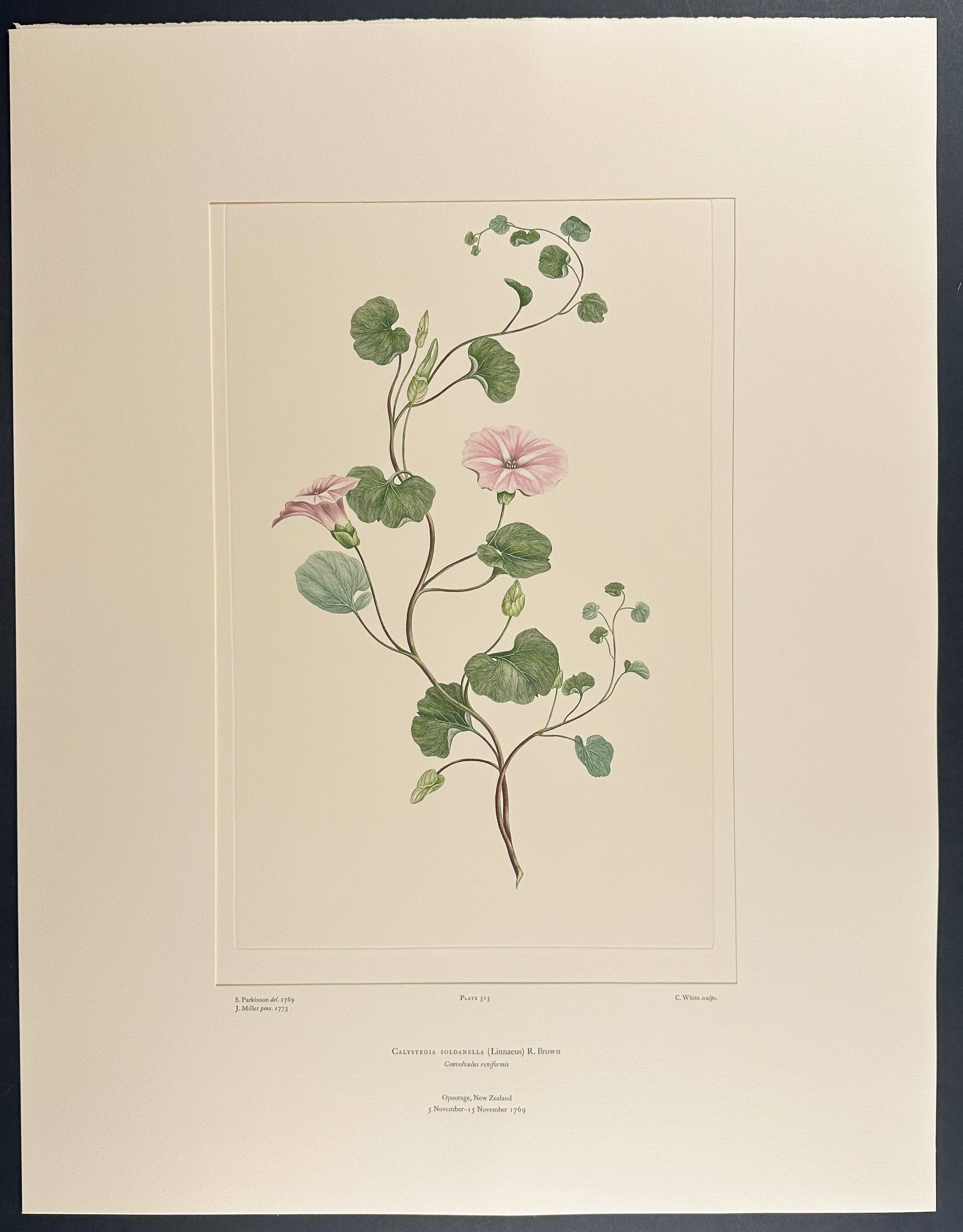 Shore Bindweed, Beach Sand Verbena [Calystegia soldanella]