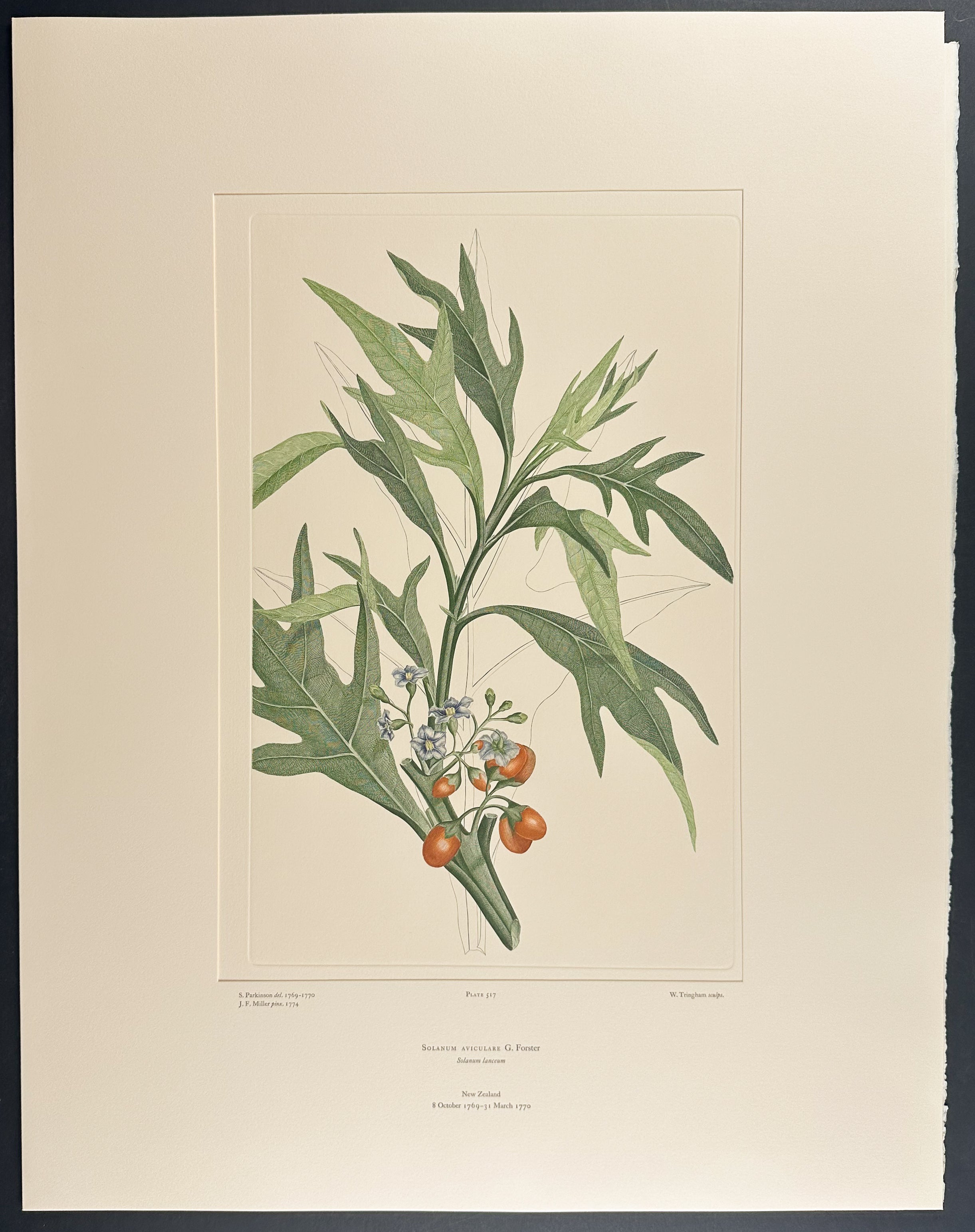 Poroporo, Kangaroo Apple [Solanum aviculare]