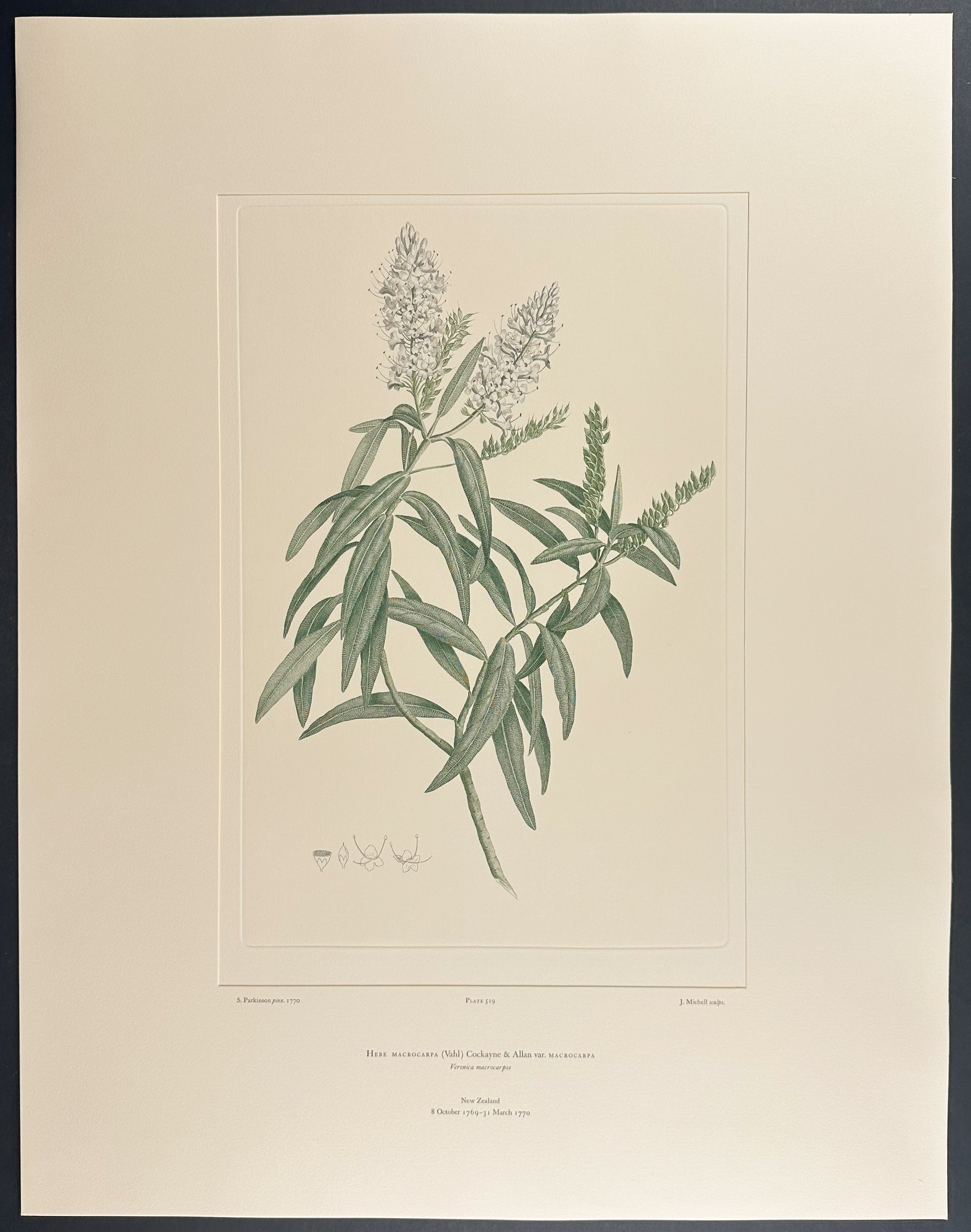 Large-Fruited Hebe [Hebe macrocarpa]